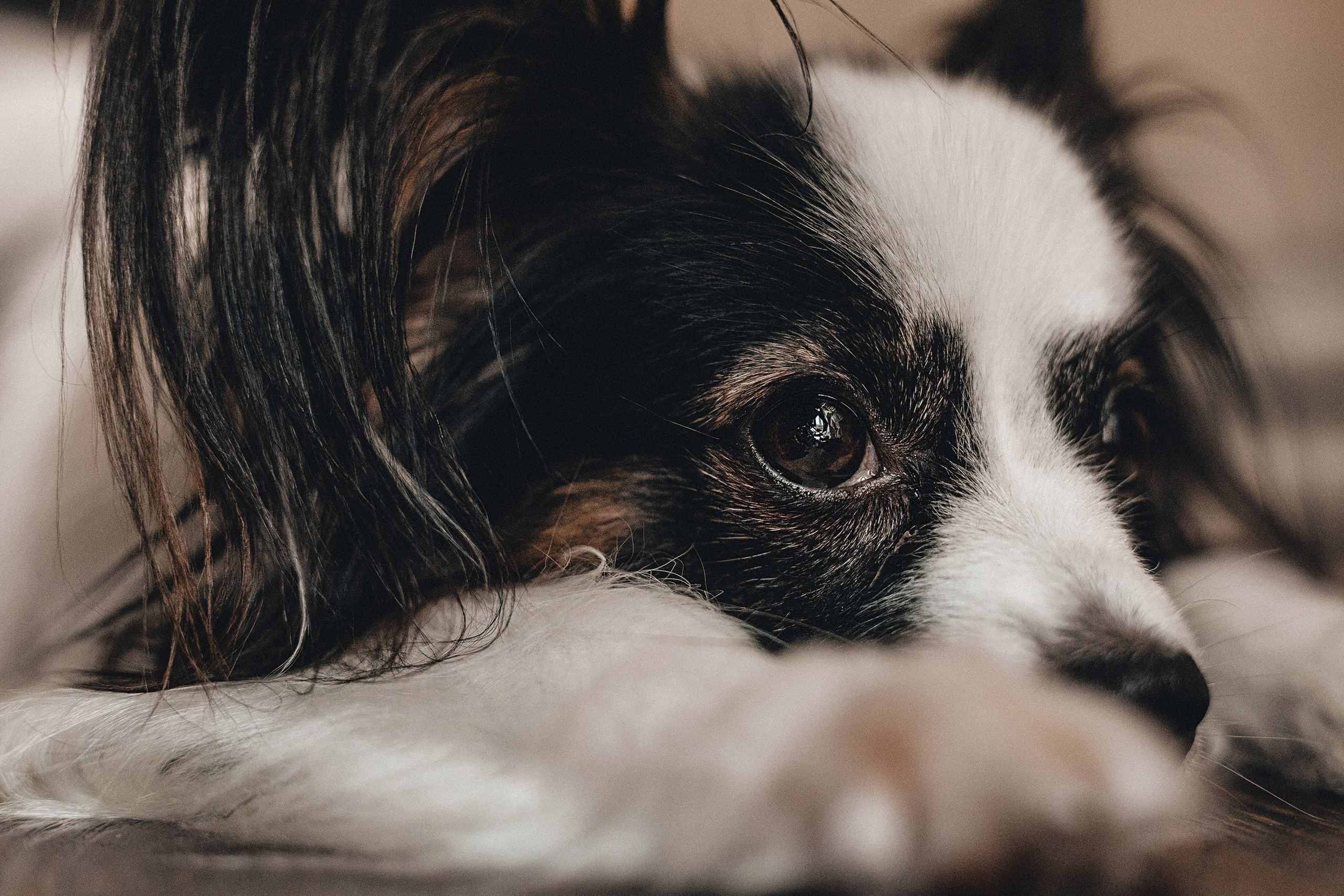 Пушкин. Фотограф в Краснодаре Алена Соколовская
