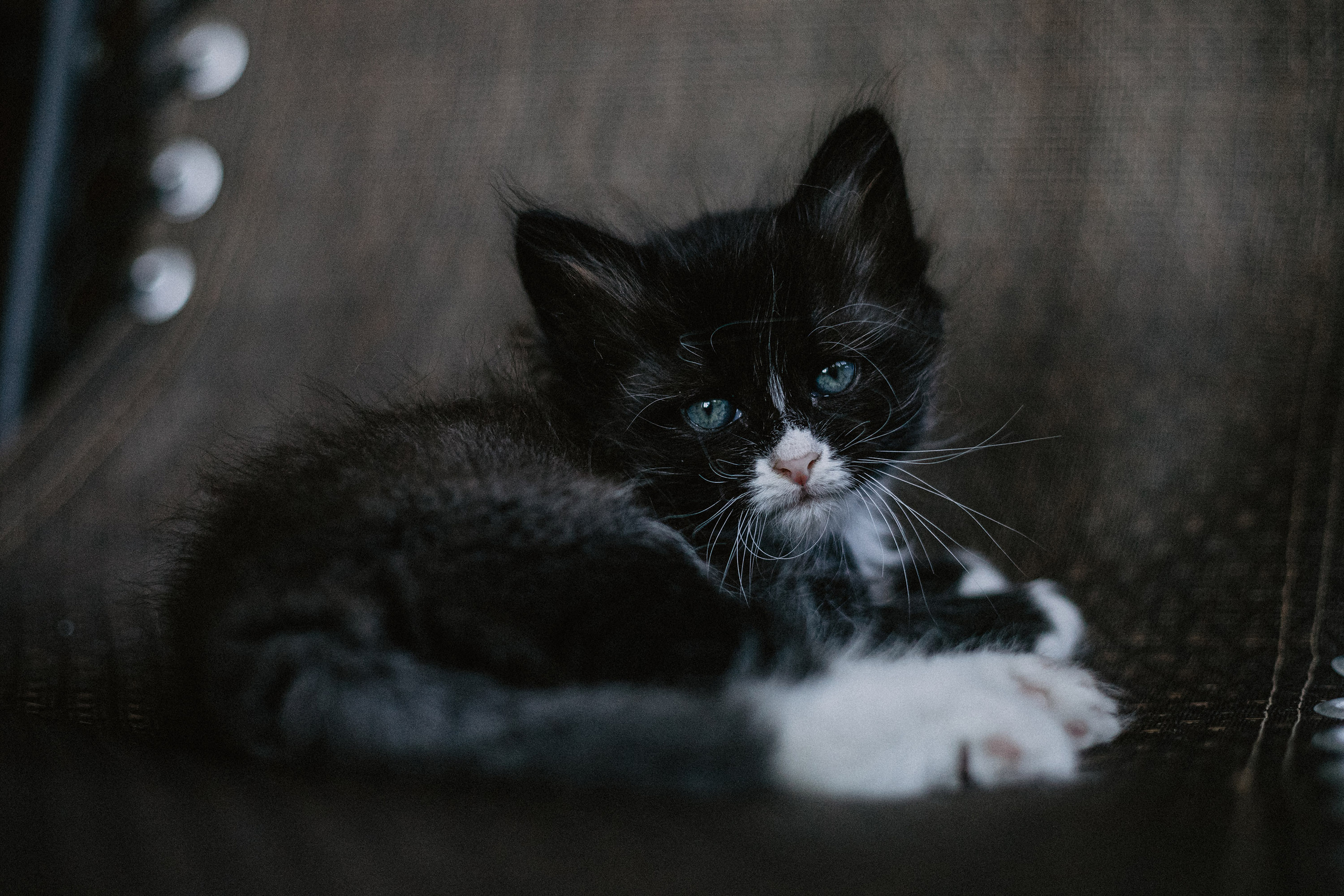 Сибирские котята из питомника «Ратибор» г. Симферополь. Фотограф в Краснодаре Алена Соколовская