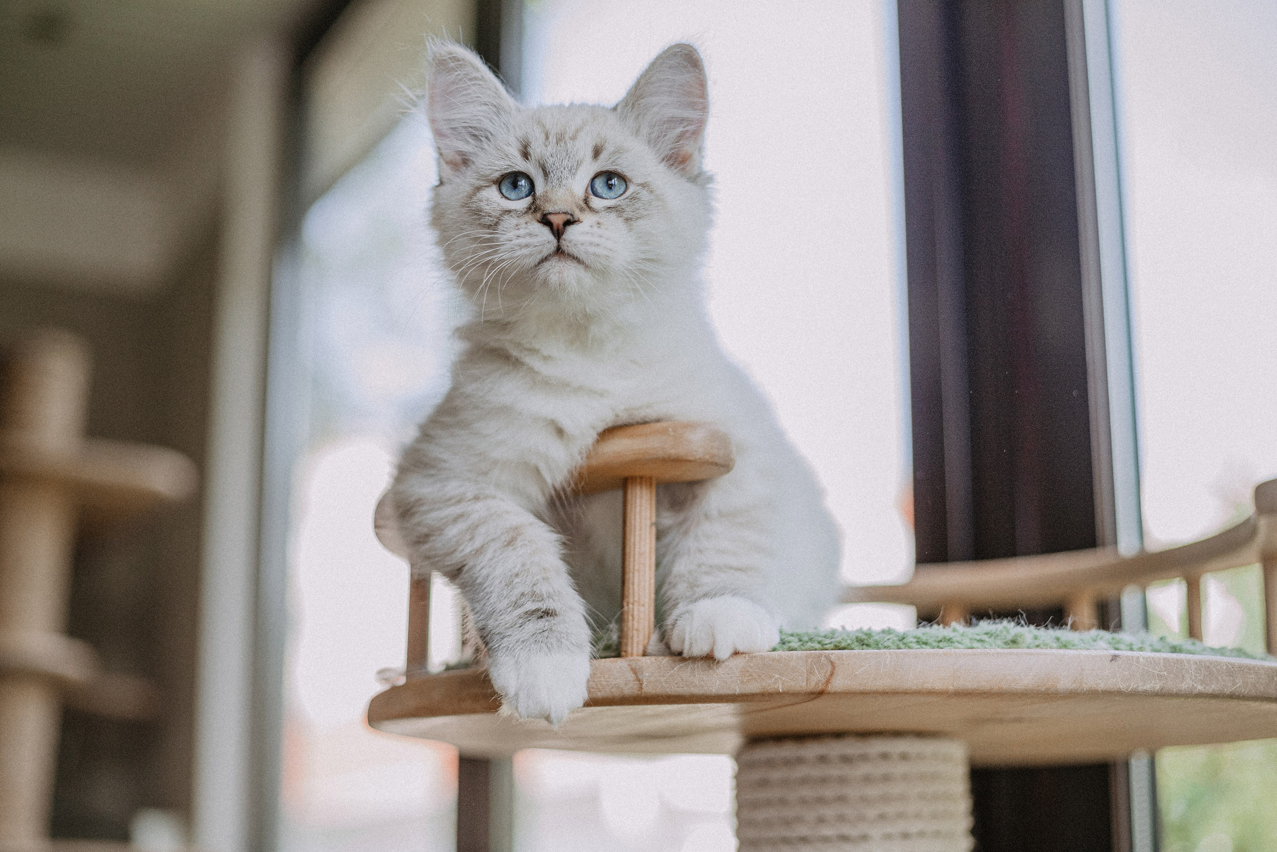 Сибирские котята из питомника «Ратибор» г. Симферополь. Фотограф в Краснодаре Алена Соколовская