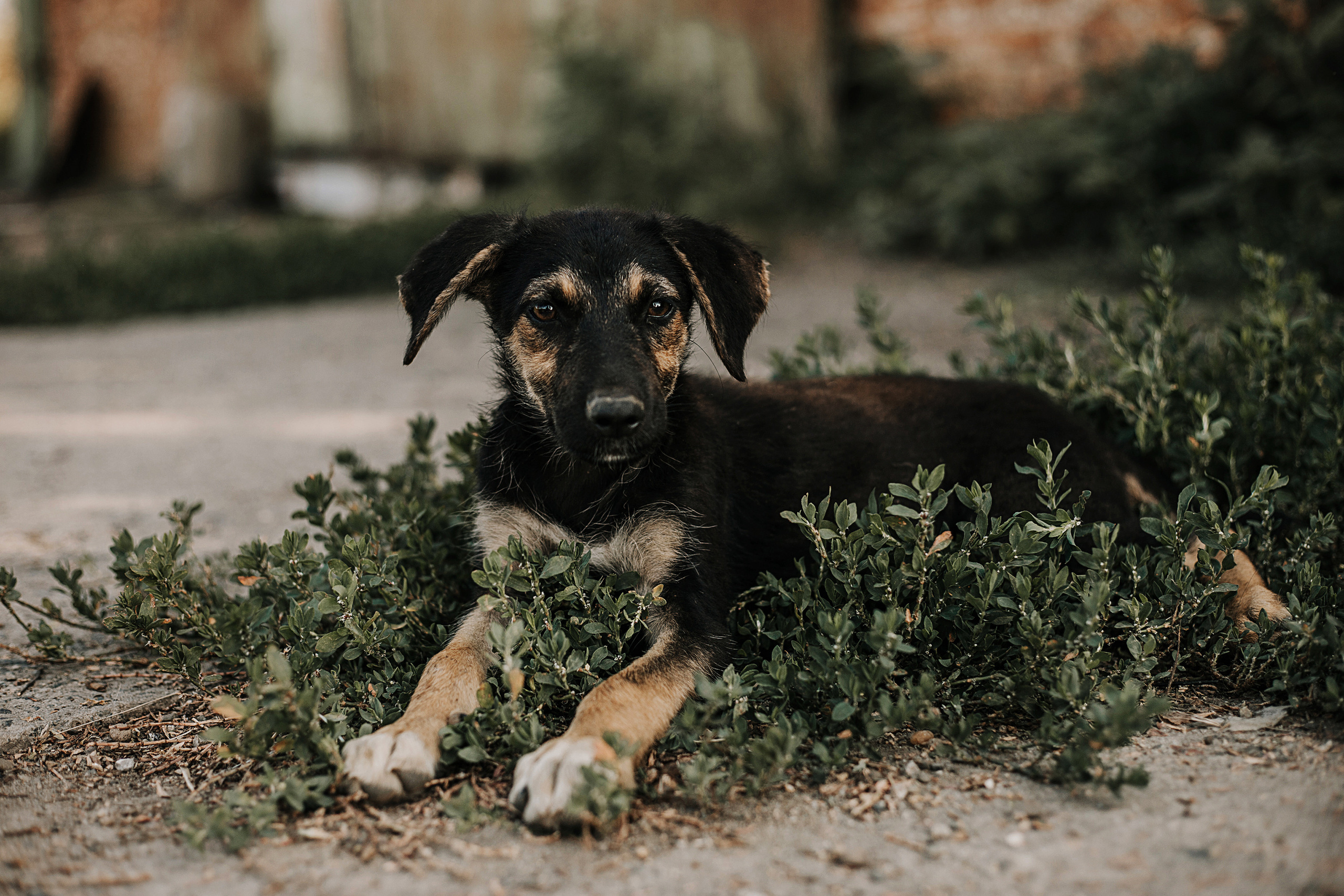 Собаки для пристроя. Фотограф в Краснодаре Алена Соколовская