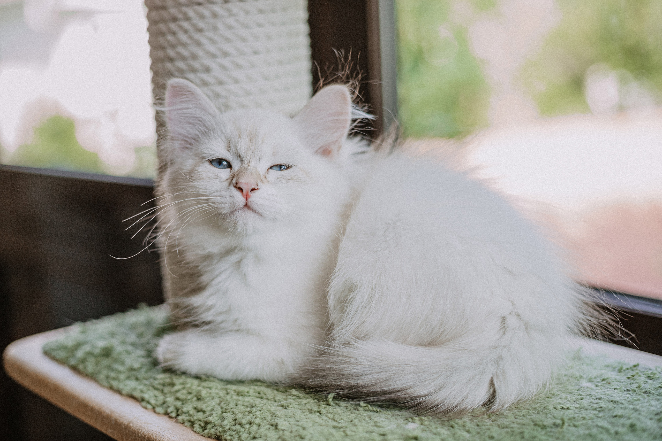 Сибирские котята из питомника «Ратибор» г. Симферополь. Фотограф в Краснодаре Алена Соколовская