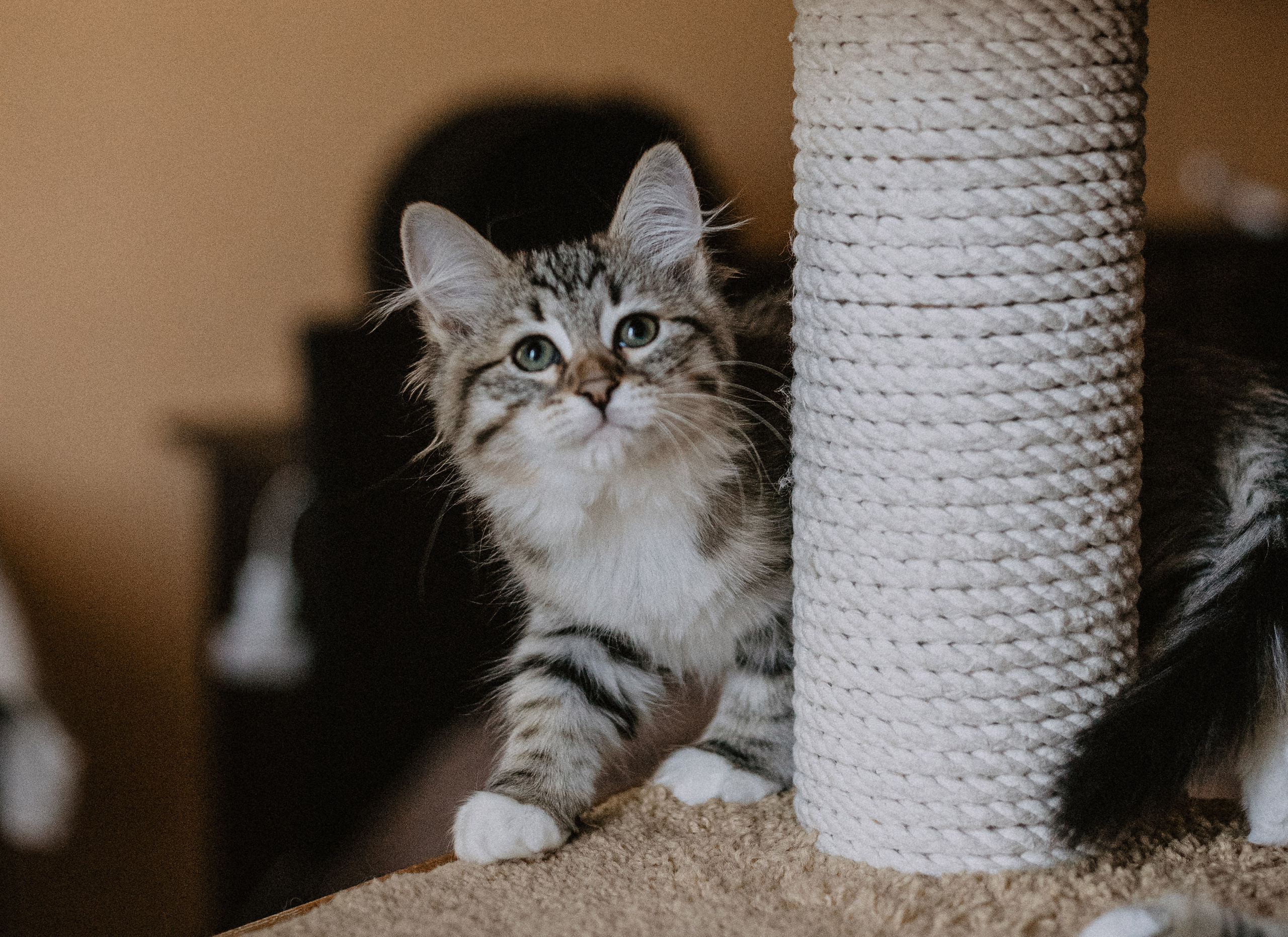 Сибирские котята из питомника «Ратибор» г. Симферополь. Фотограф в Краснодаре Алена Соколовская