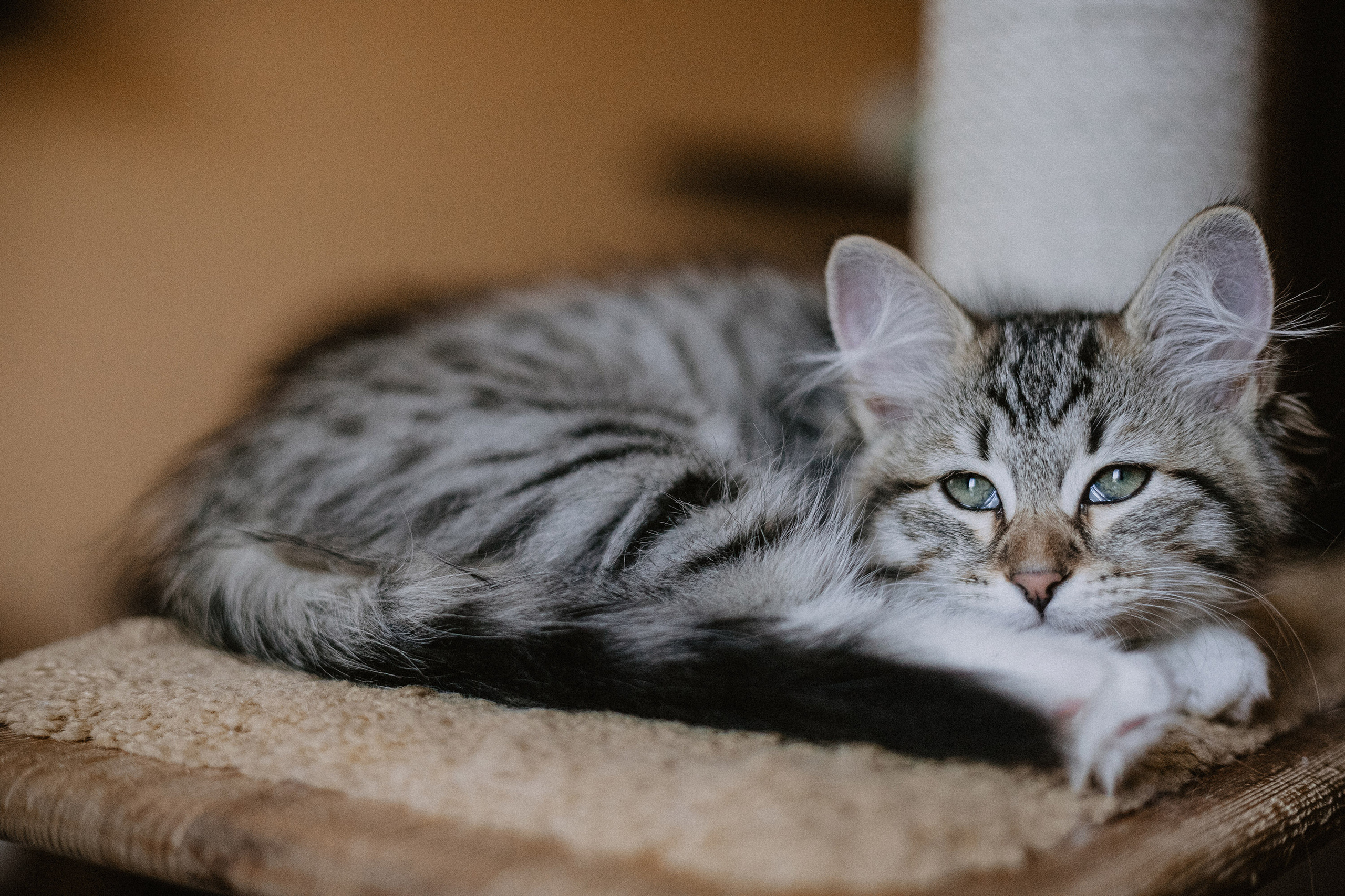 Сибирские котята из питомника «Ратибор» г. Симферополь. Фотограф в Краснодаре Алена Соколовская