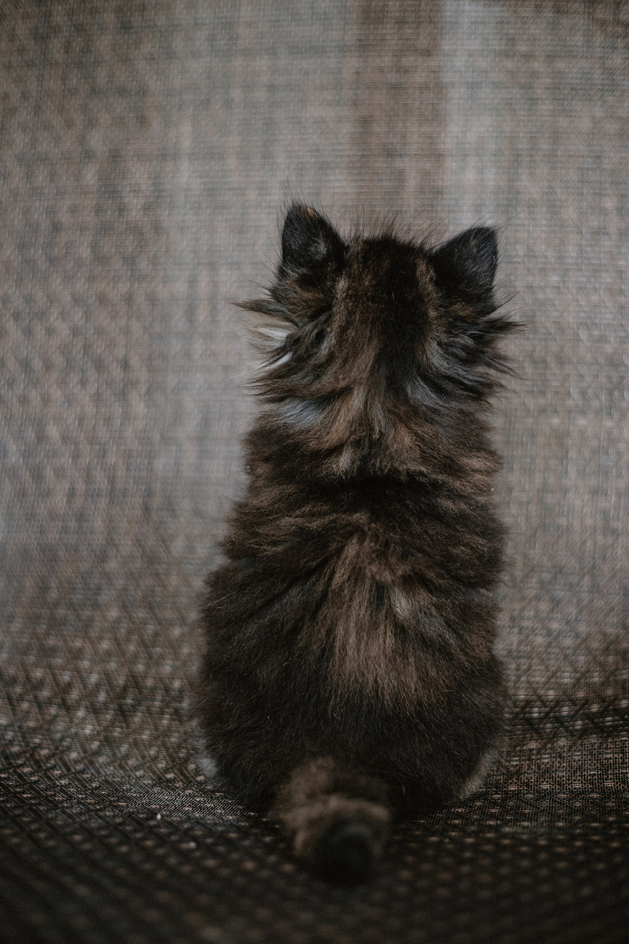 Сибирские котята из питомника «Ратибор» г. Симферополь. Фотограф в Краснодаре Алена Соколовская