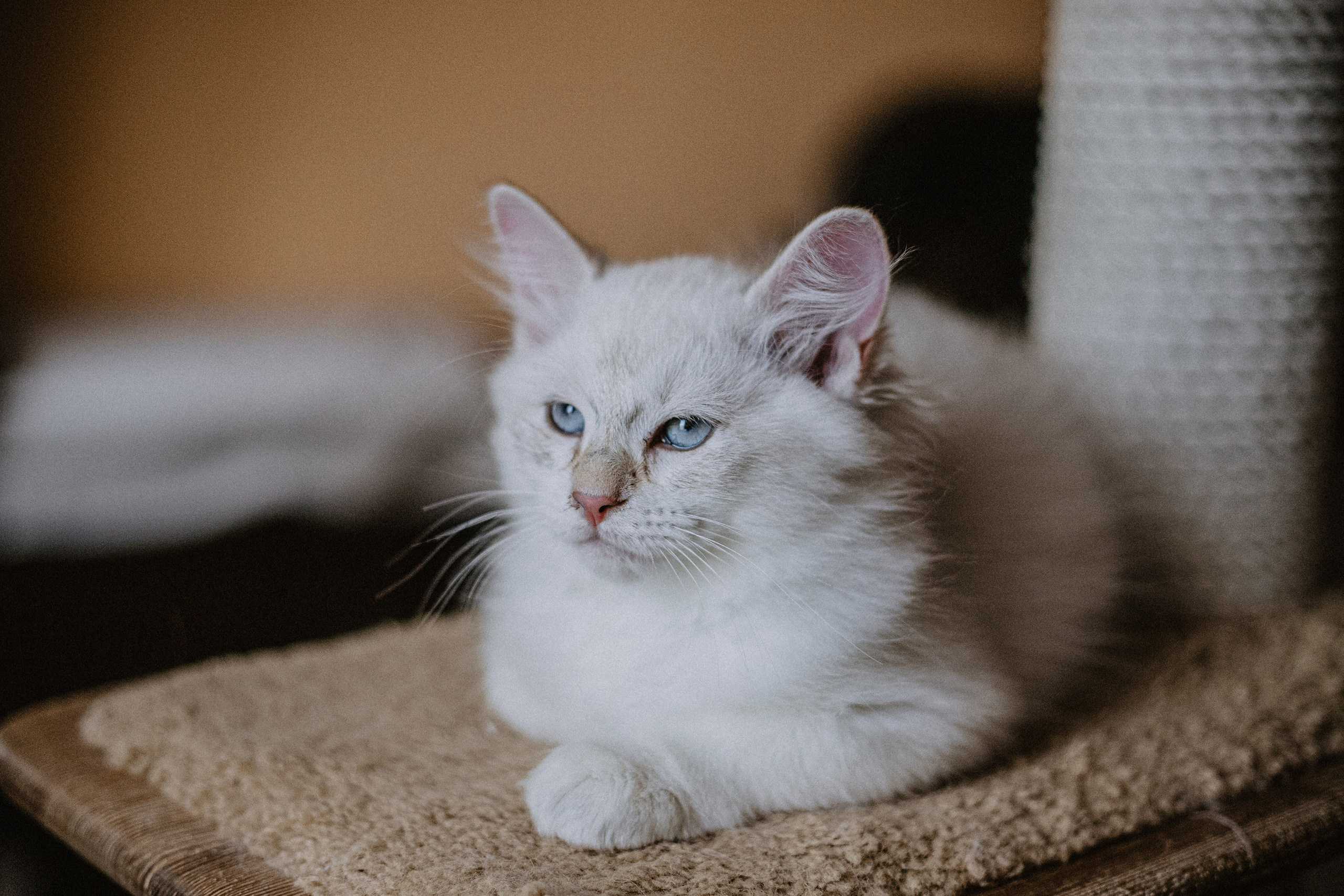 Сибирские котята из питомника «Ратибор» г. Симферополь. Фотограф в Краснодаре Алена Соколовская