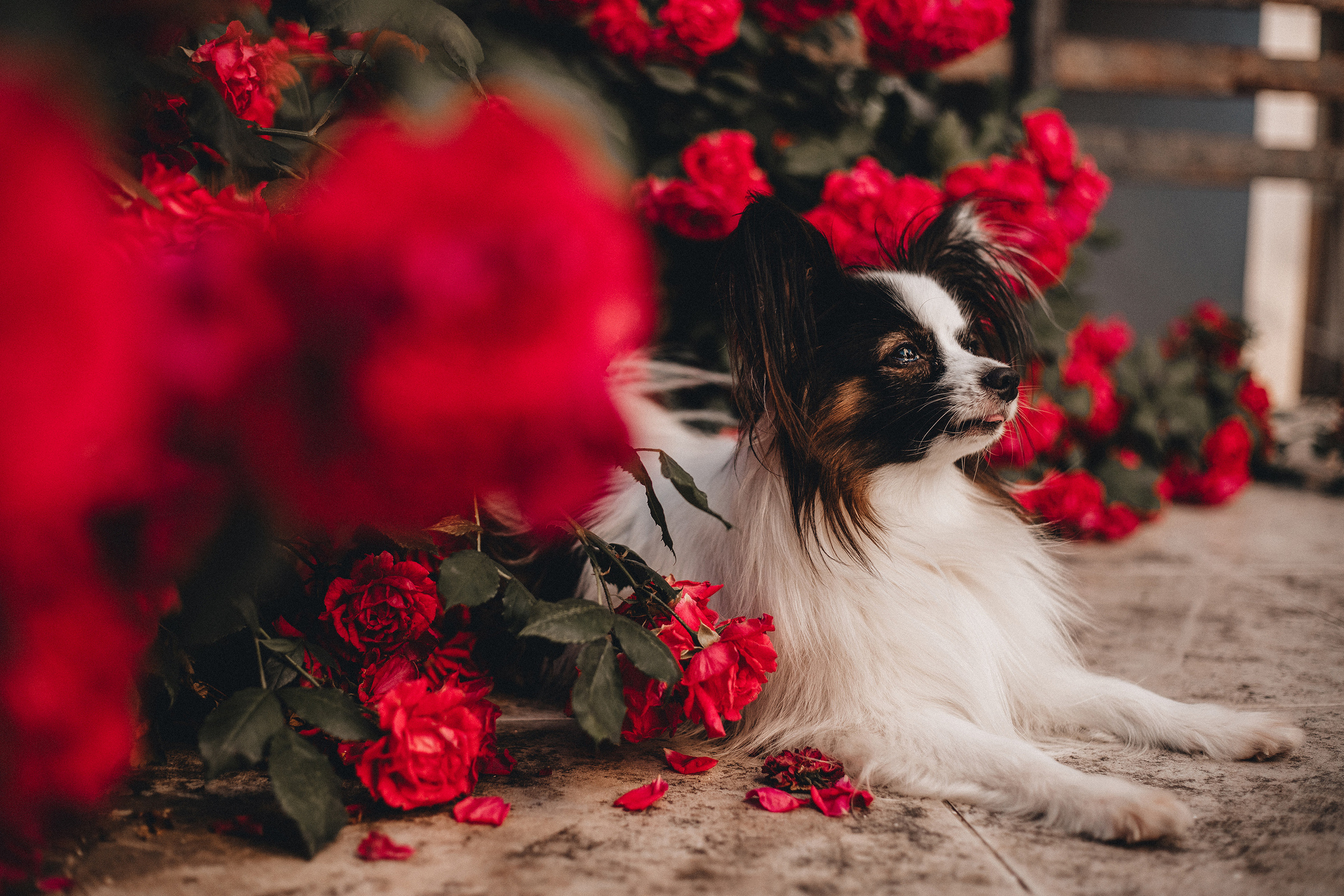 Пушкин. Фотограф в Краснодаре Алена Соколовская