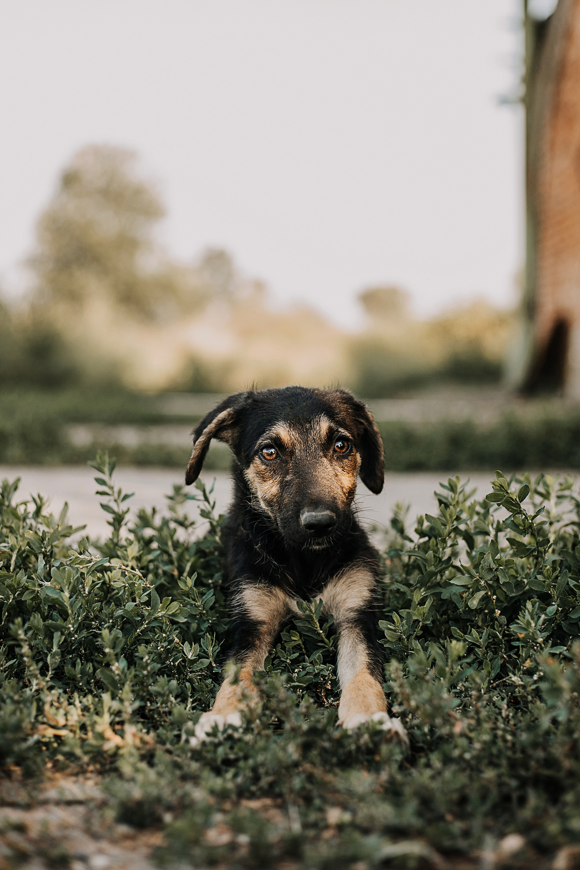 Собаки для пристроя. Фотограф в Краснодаре Алена Соколовская