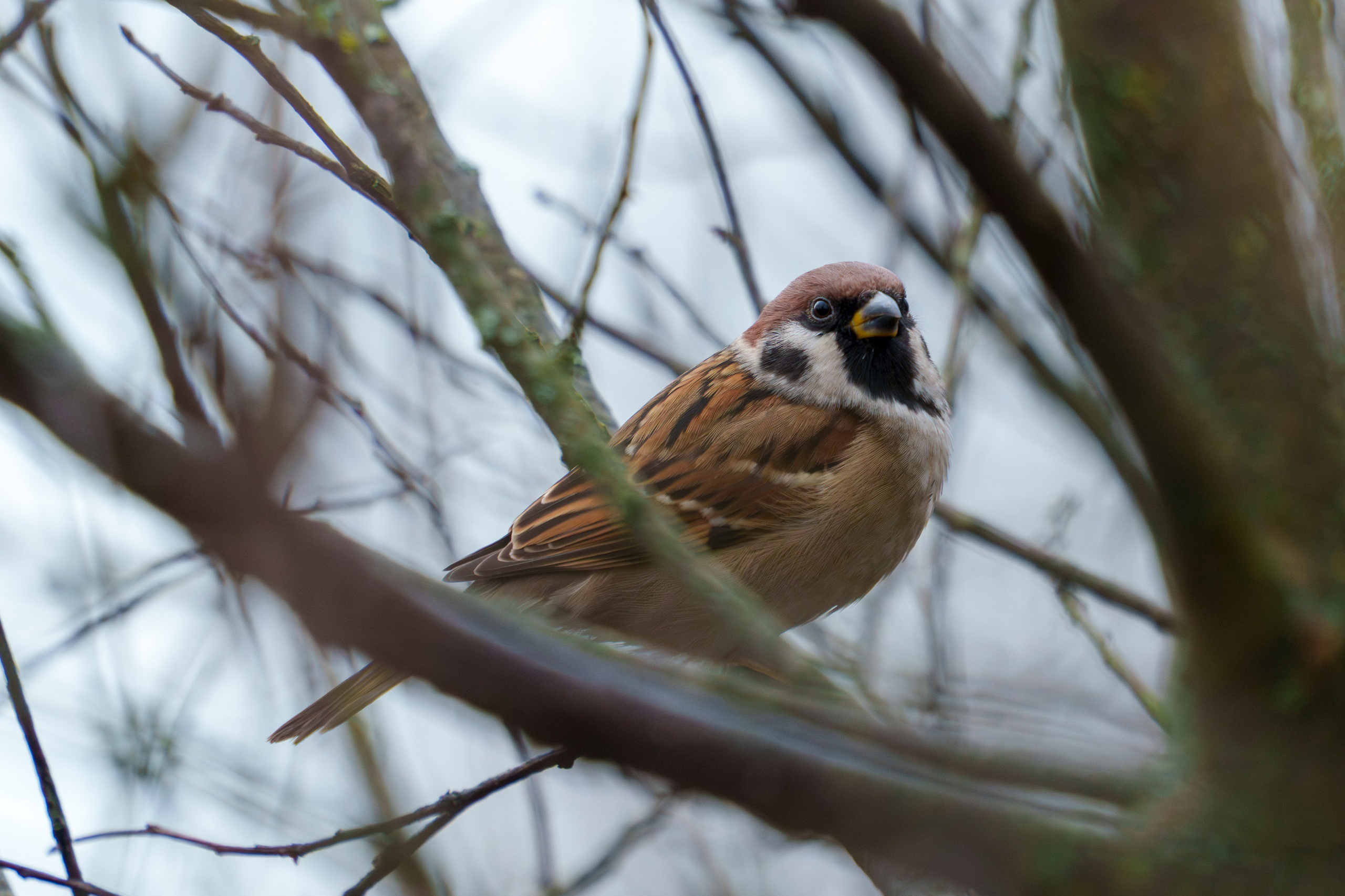 Animals — Животные