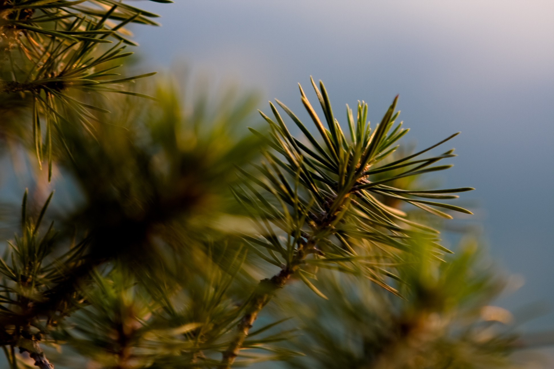 Природа. Кучеров Евгений. Фотограф