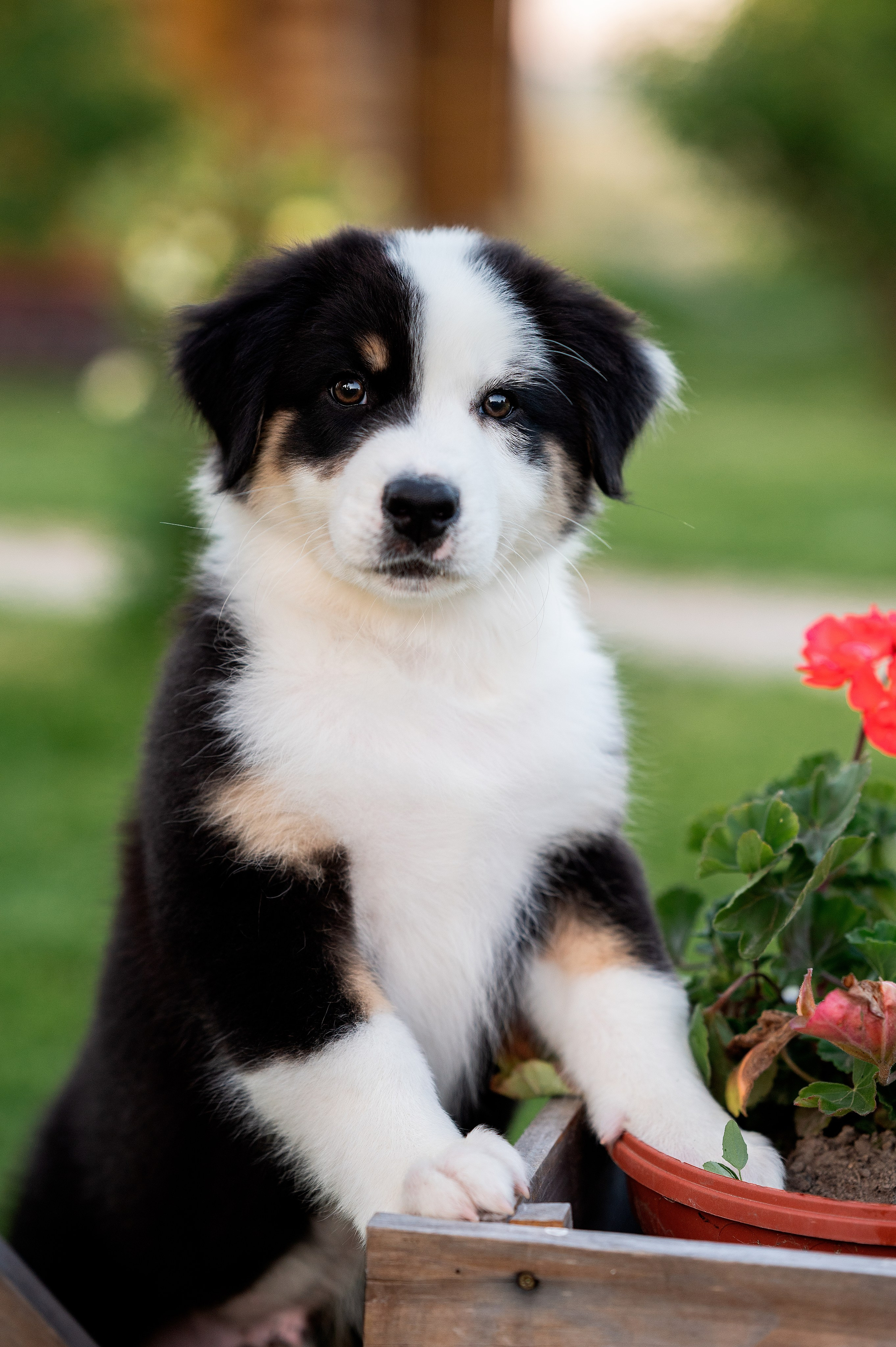 Заводчик Елизавета Степанова. Творческий фотограф Вологда