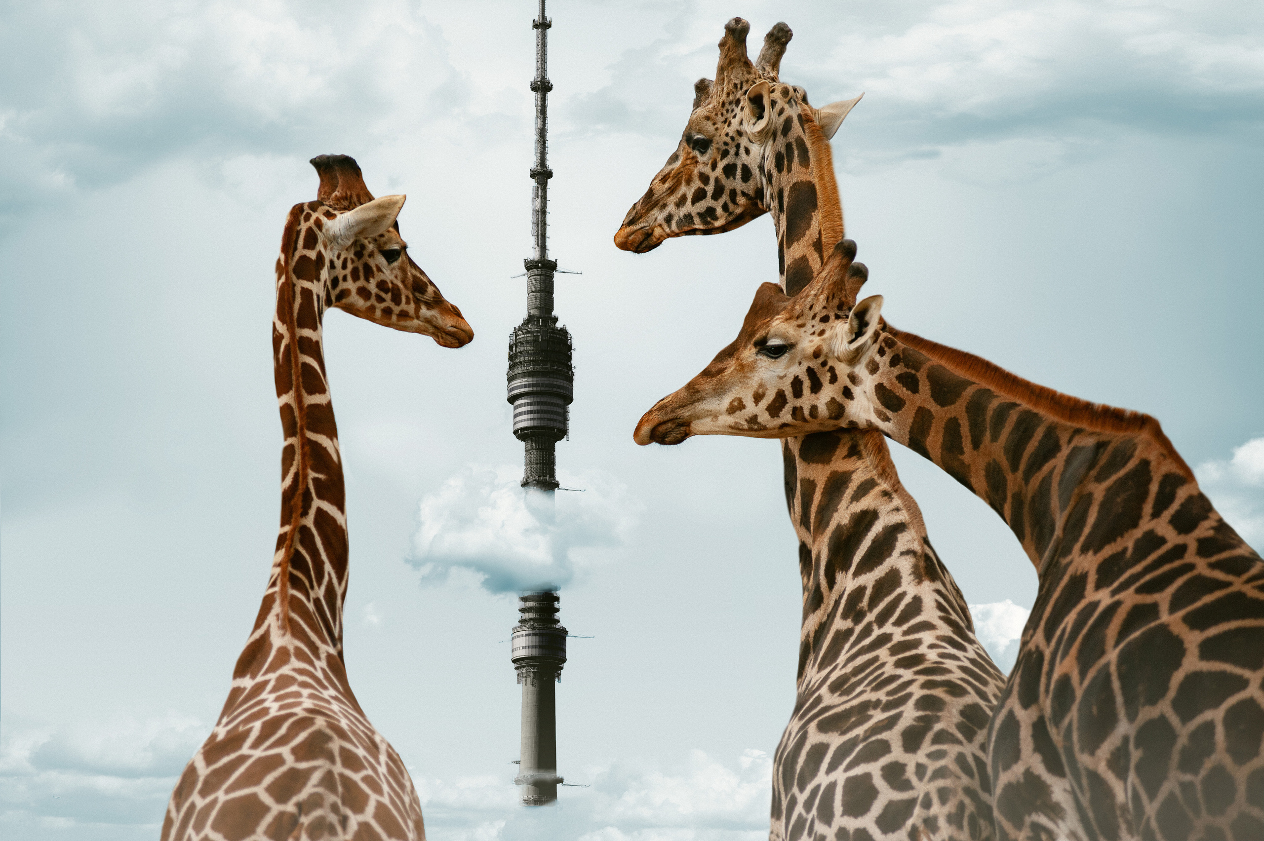 ART PHOTO unique photos for the interior depicting wolves in the night city Filipas Butkinas fotografas