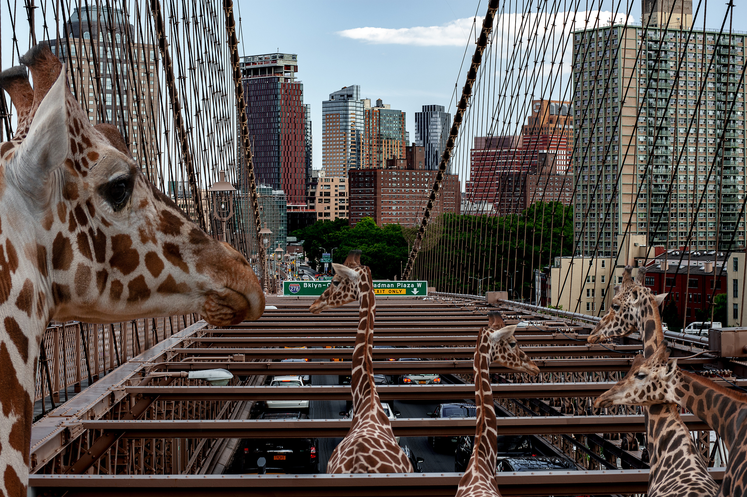 Giraffes return to Brooklyn  ART PHOTO unique photos for the interior Giraffes return to brooklyn work of lithuanian artist brooklyn bridge and traffic jam on the bridge
