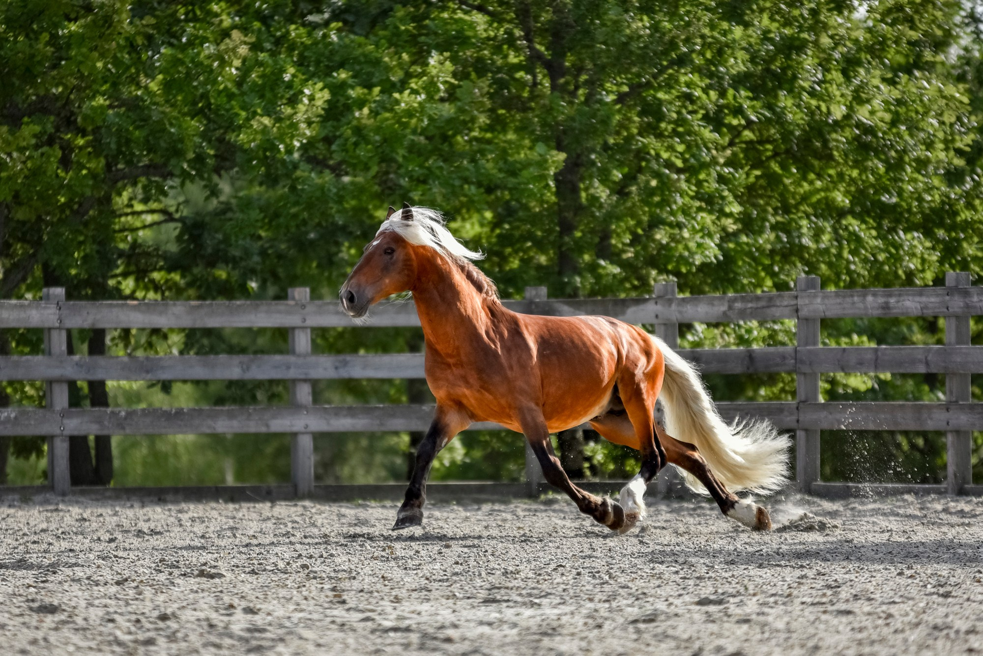 Лошади на свободе, съемка лошадей, экстерьерная съемка, фотосессия