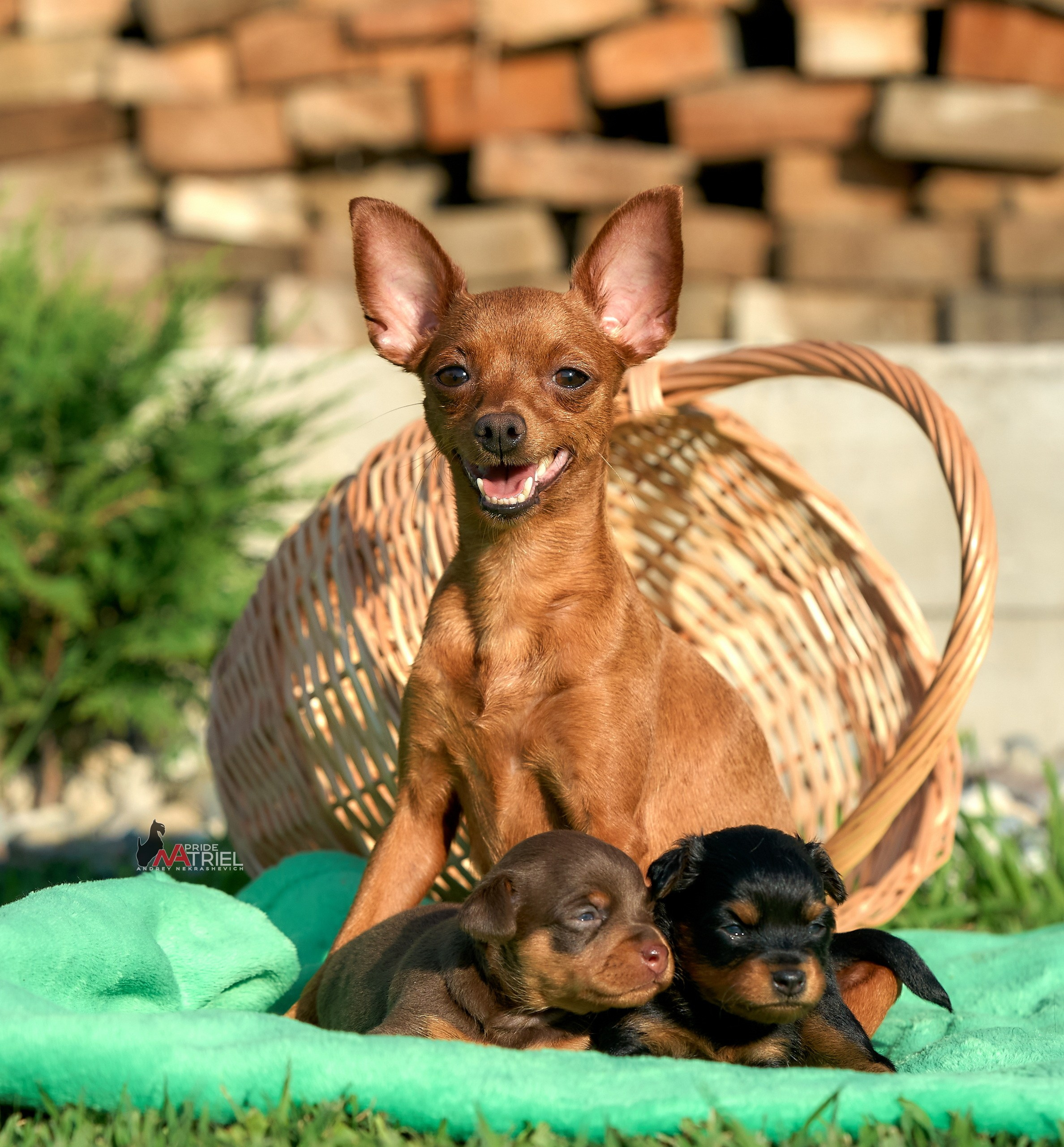 Щенки на прогулке — галерея NATRIEL