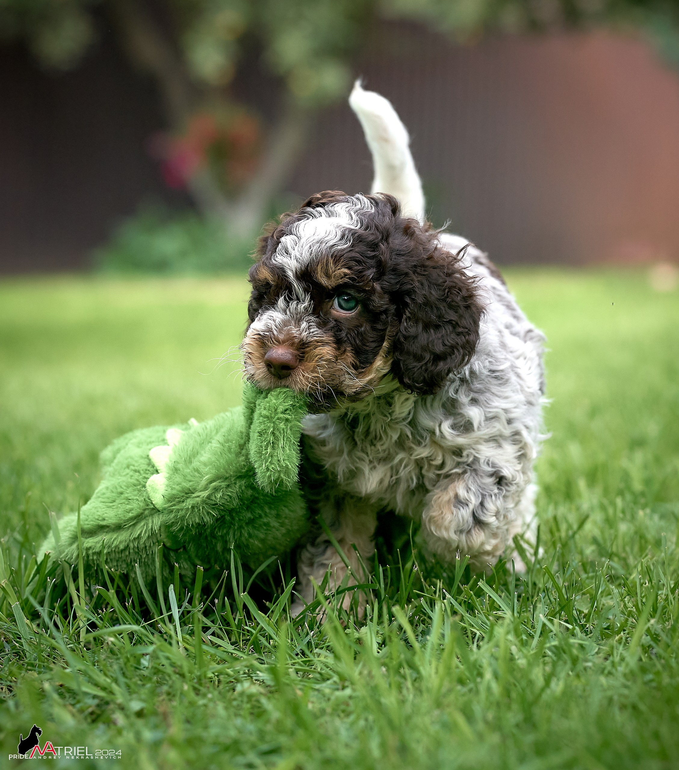 Съемка щенков лаготто