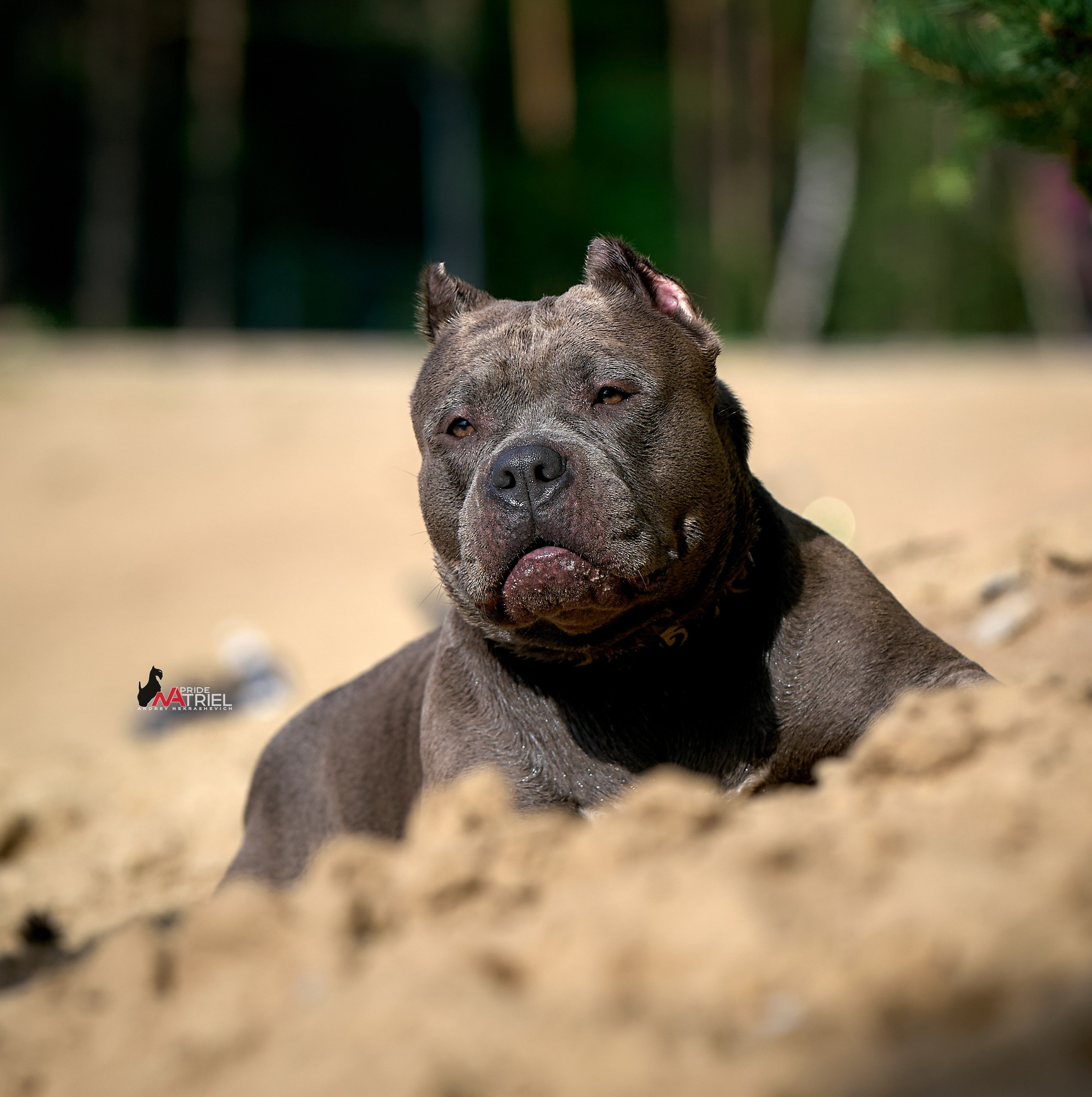 Портреты собак — галерея NATRIEL