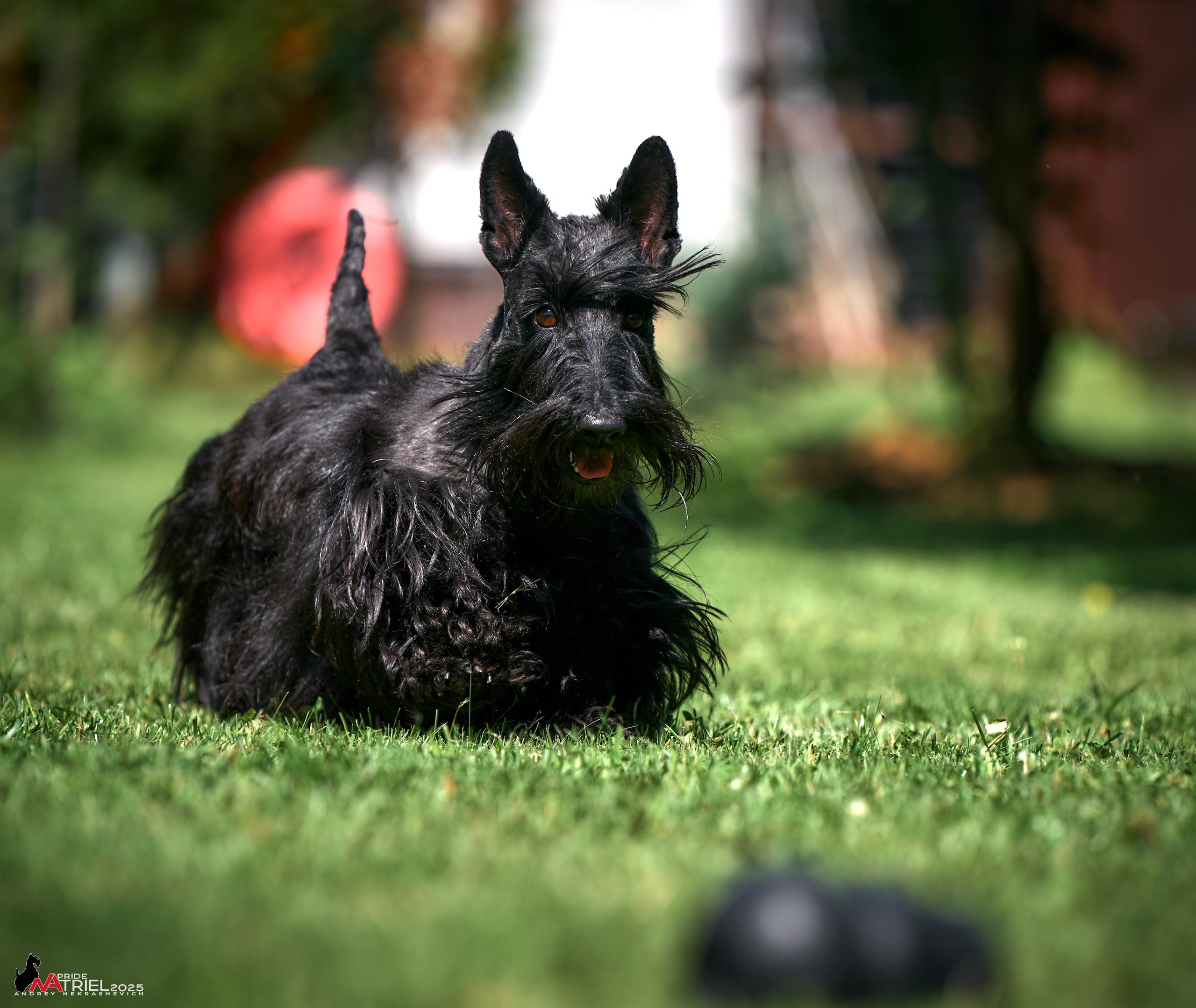 Алабаи и скотч-терьеры в питомнике у Ольги