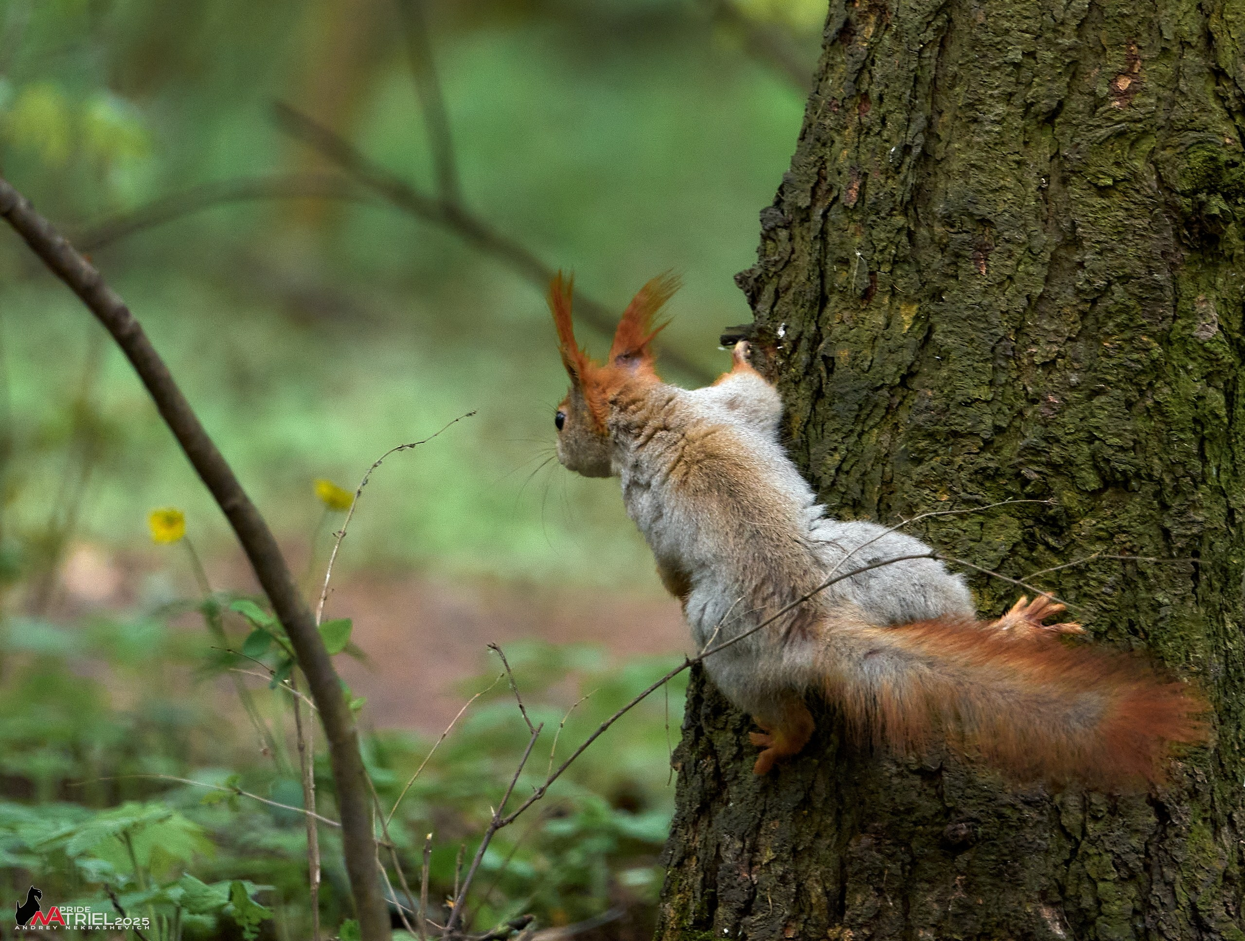 Съемка в майском лесу