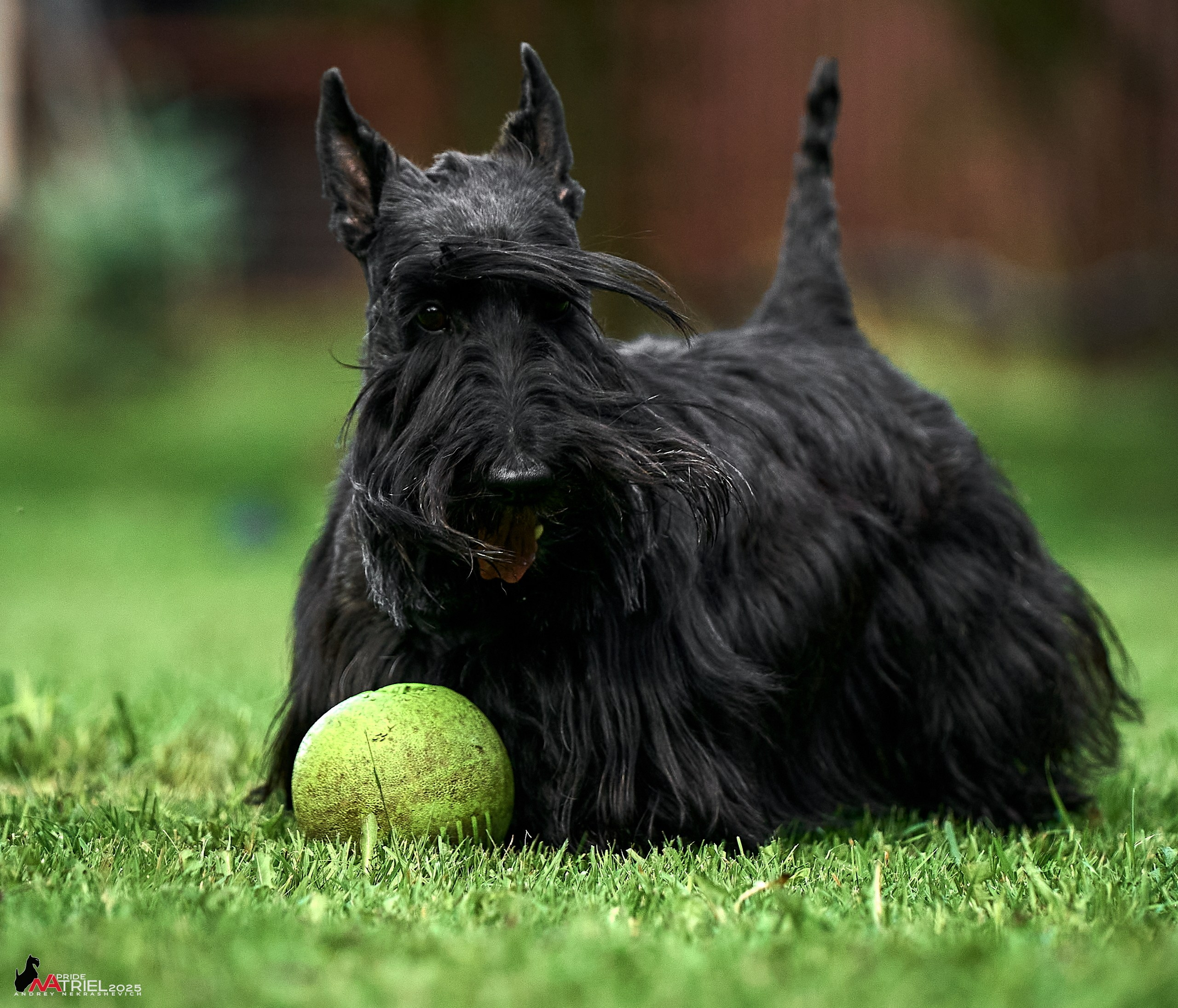 Алабаи и скотч-терьеры в питомнике у Ольги