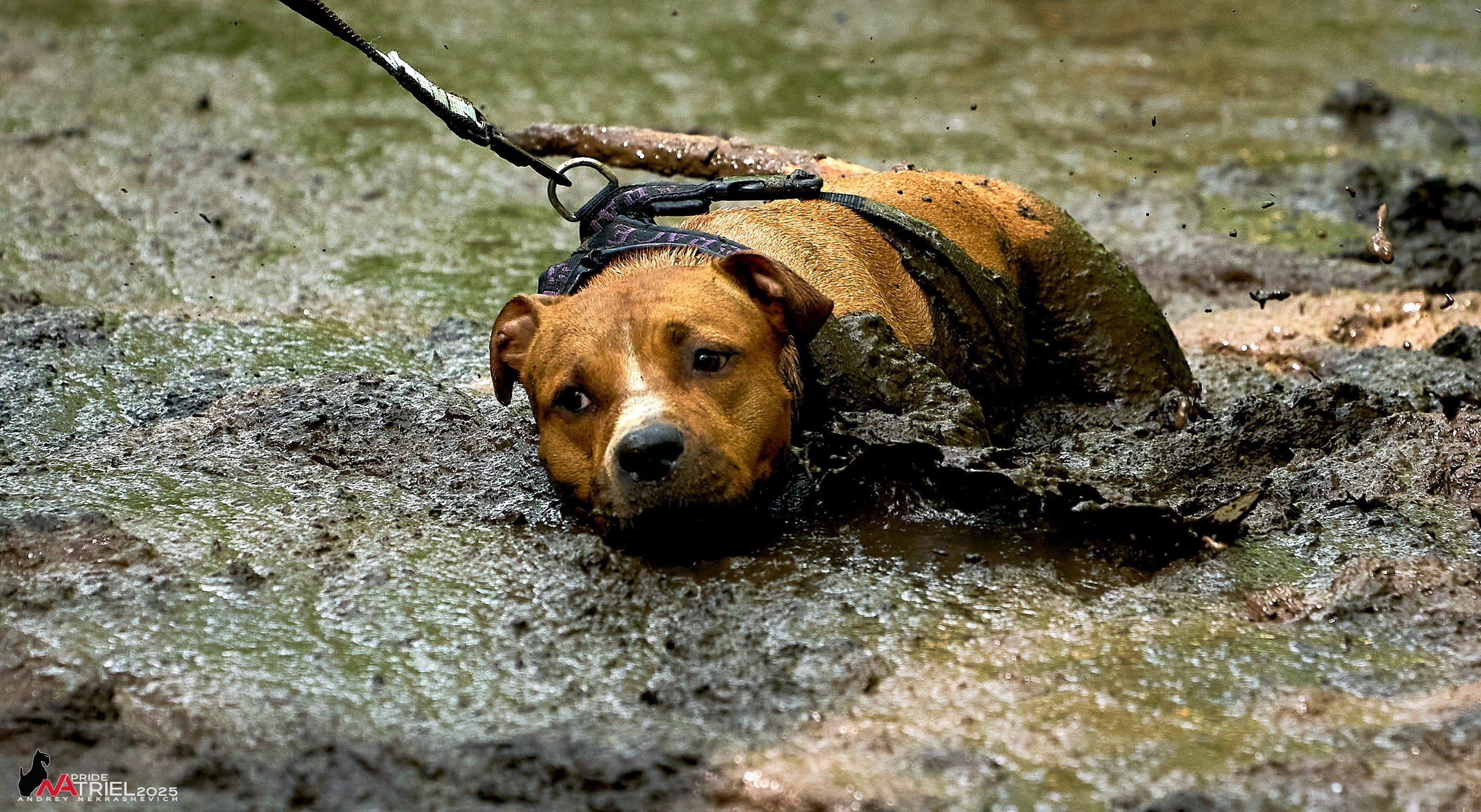 Russian Extreme Dog Trail — 2025