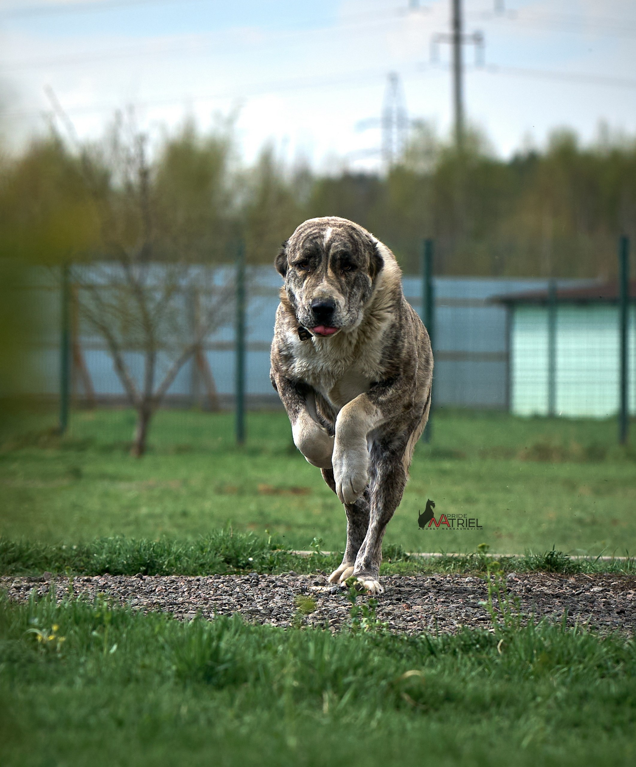 Среднеазиаты — щенки и взрослые