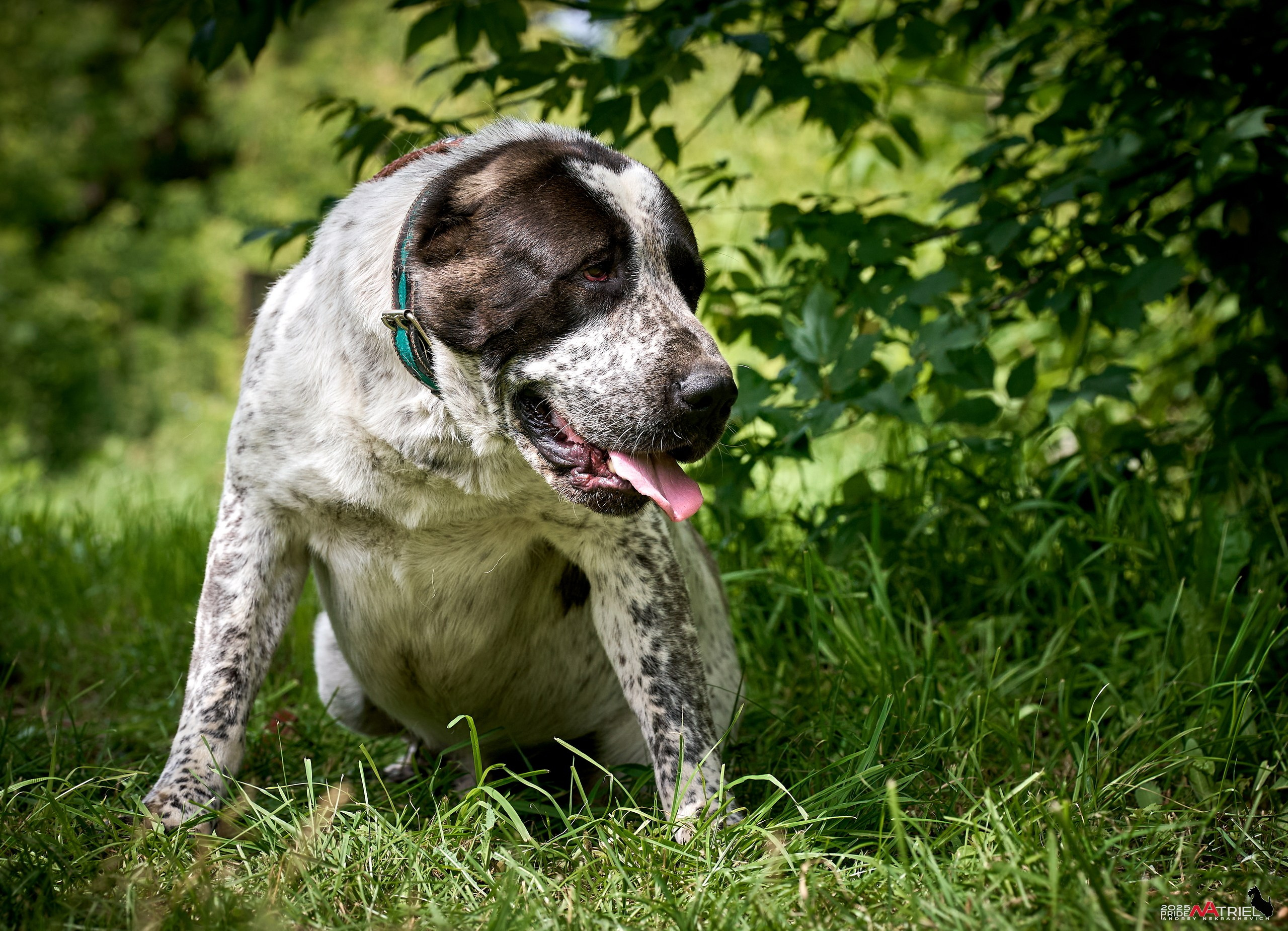 Алабаи и скотч-терьеры в питомнике у Ольги