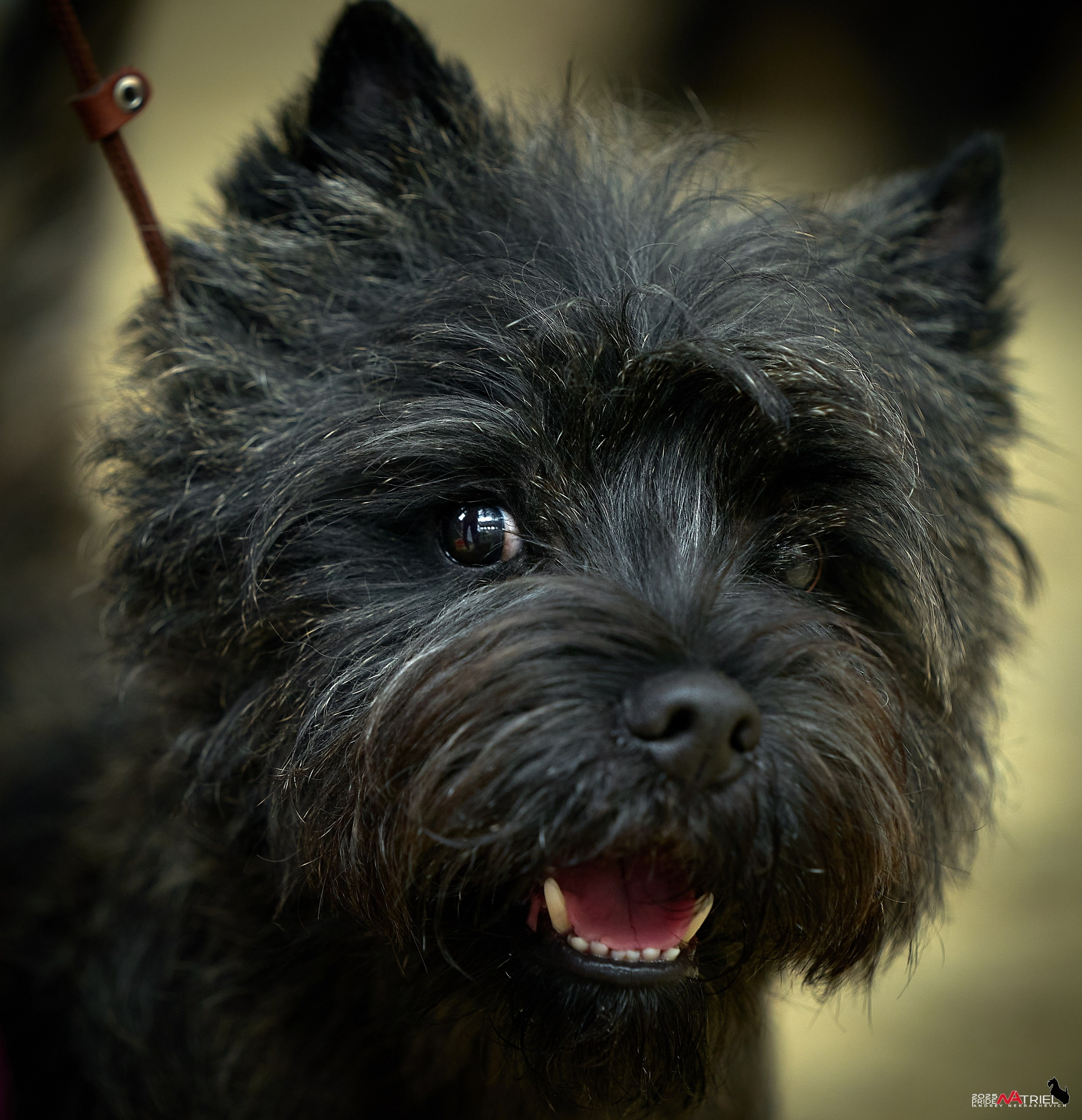 Выставка собак РОССИЯ — 2025