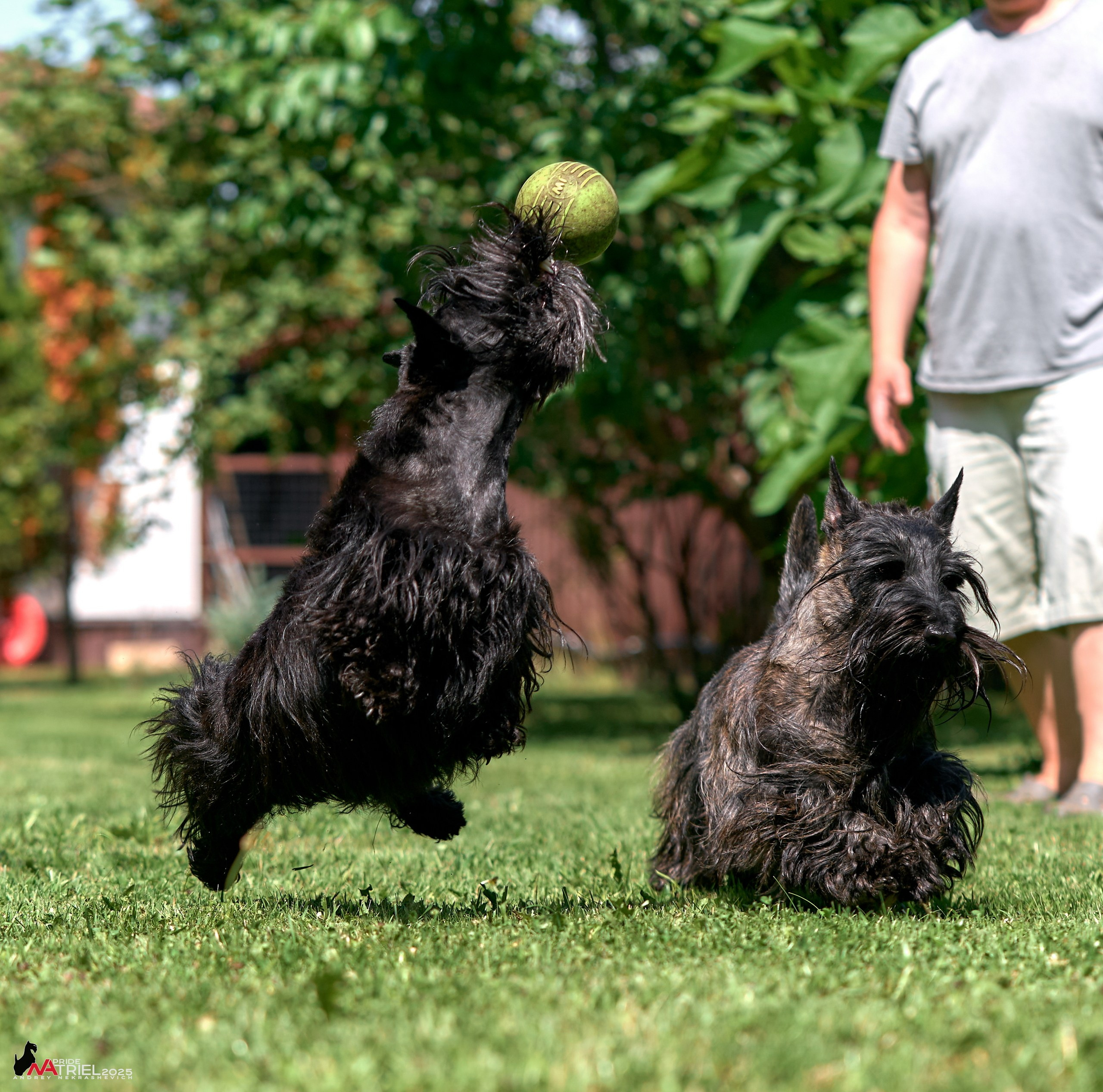 Алабаи и скотч-терьеры в питомнике у Ольги