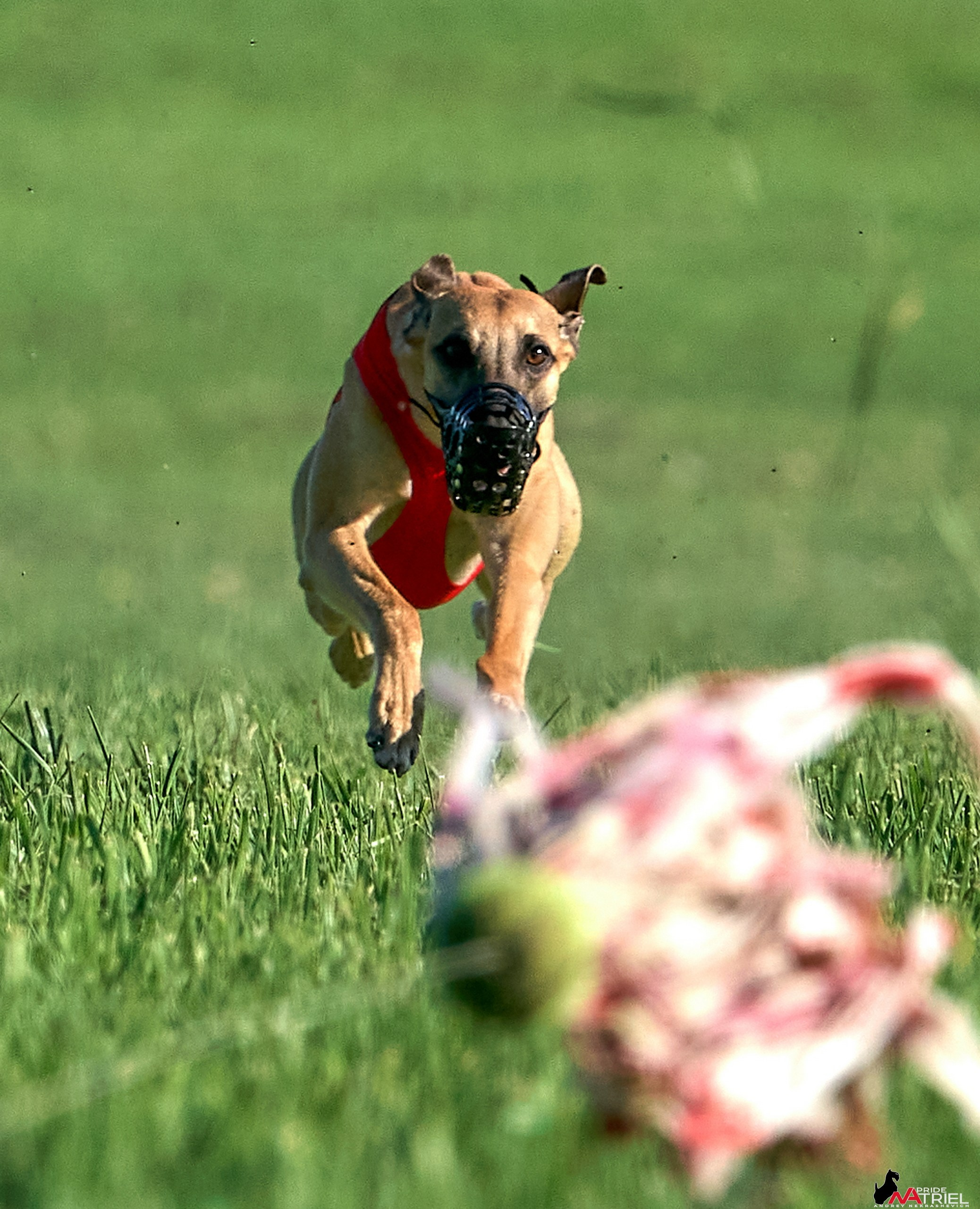 Съемка курсинг — галерея NATRIEL