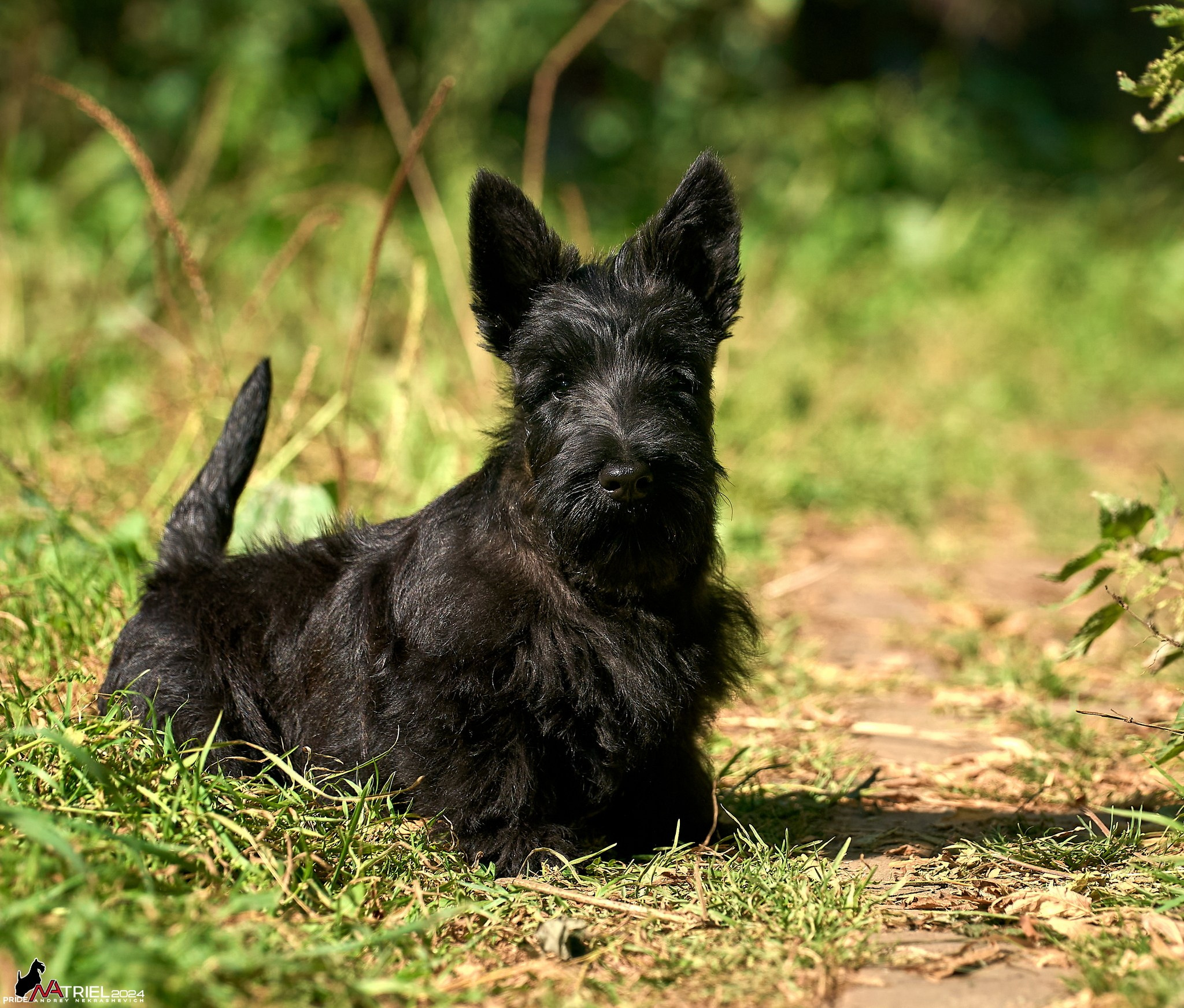 Съемка собак в питомнике