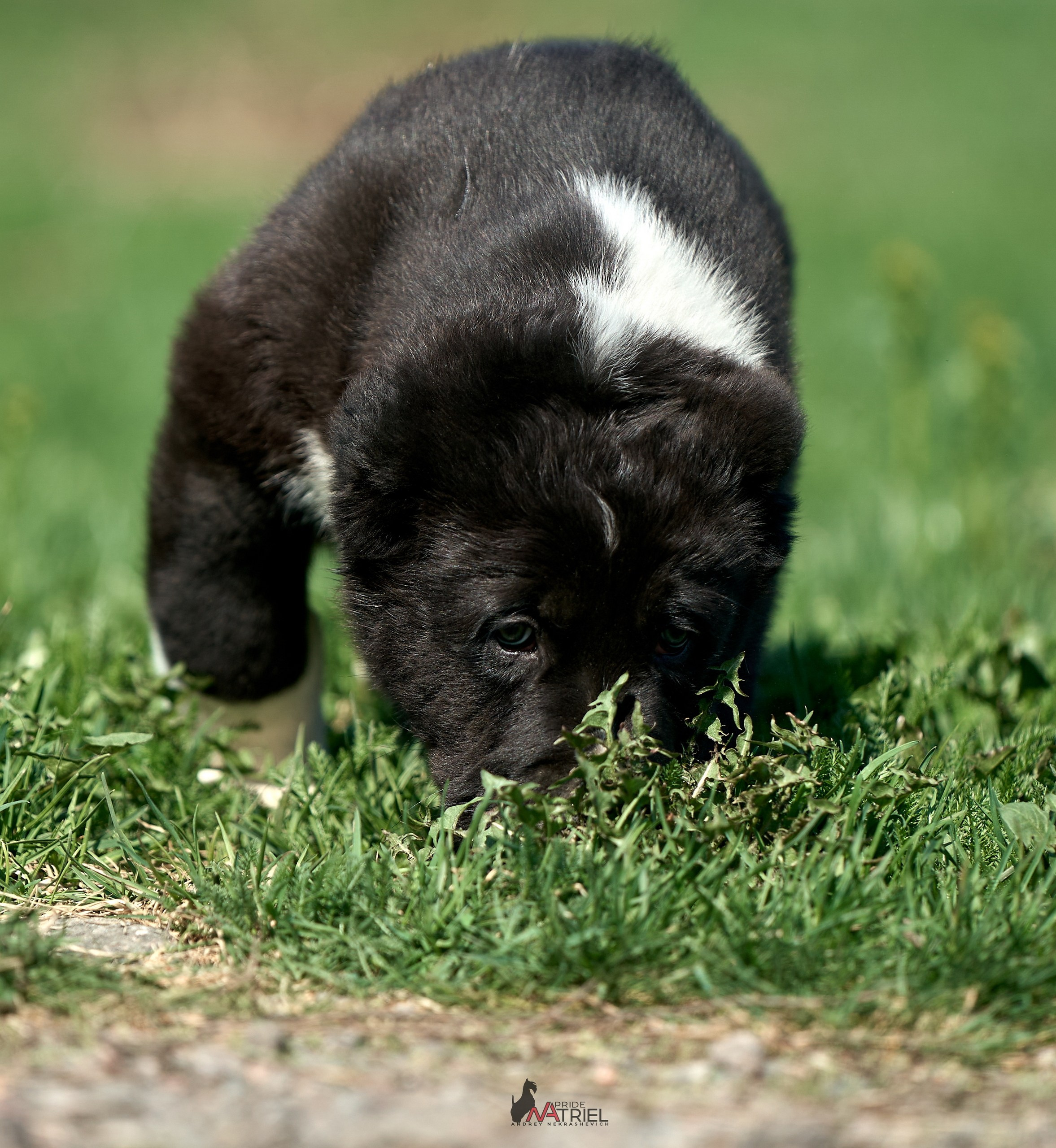 Среднеазиаты — щенки и взрослые