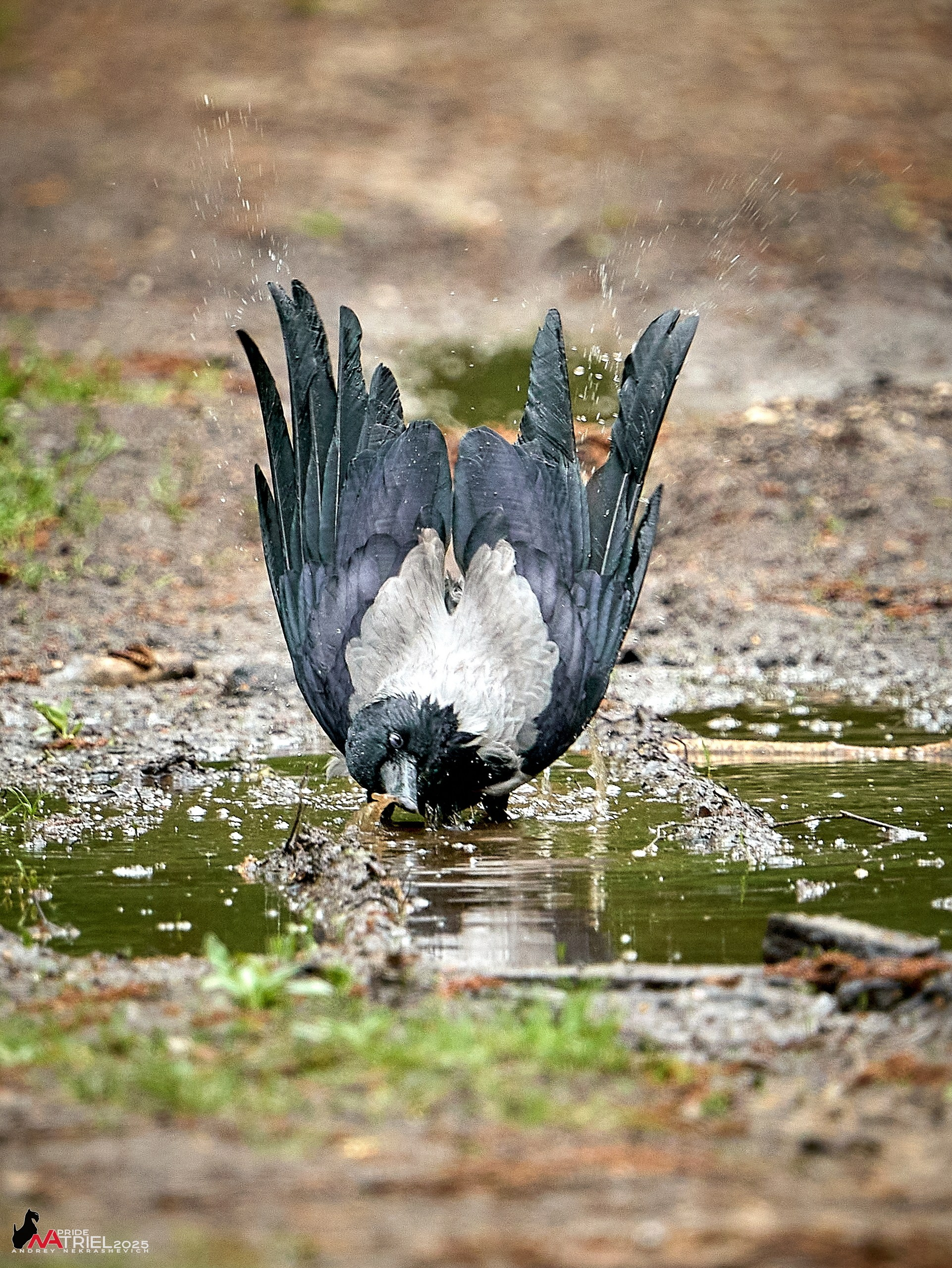 Съемка в майском лесу