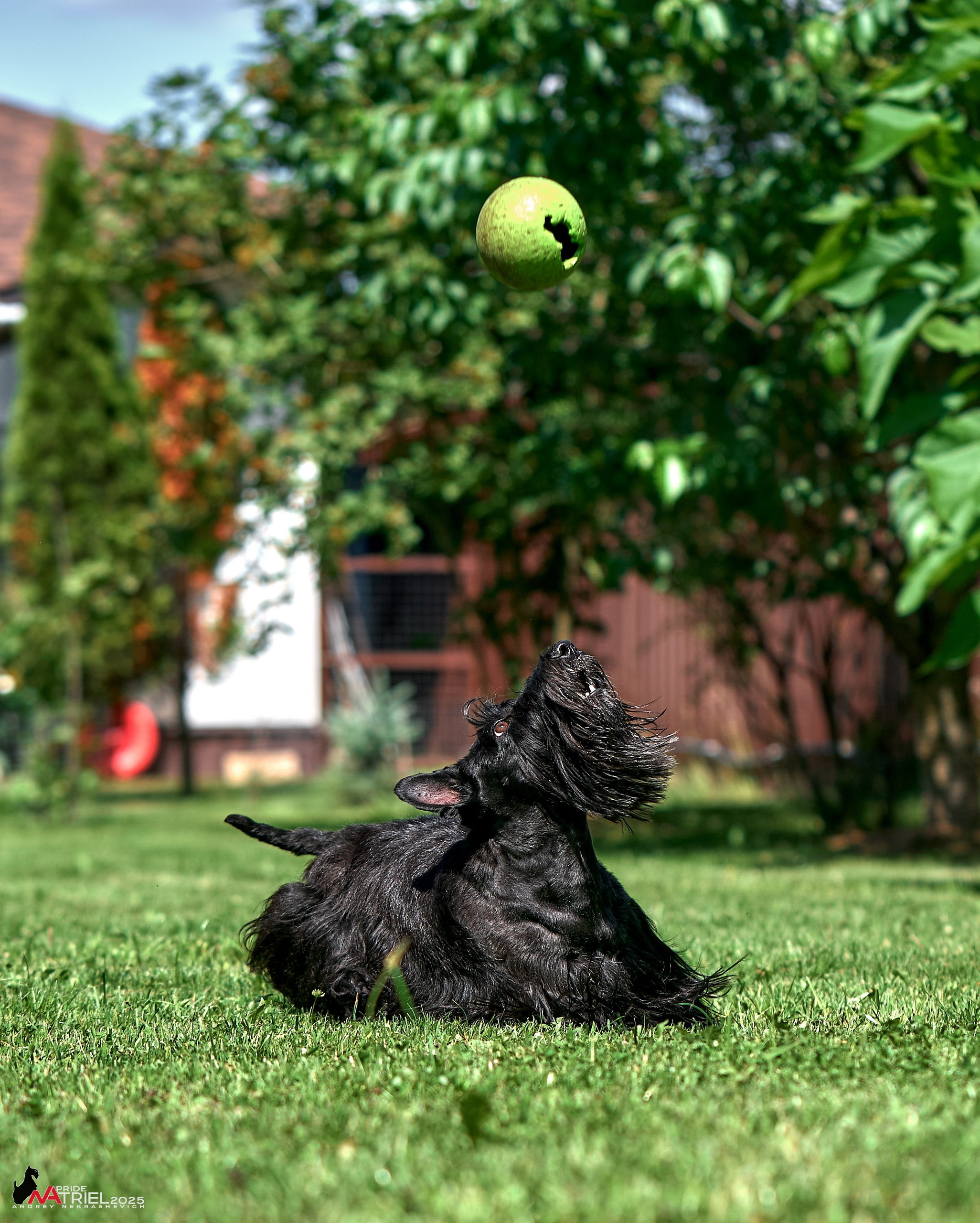 Алабаи и скотч-терьеры в питомнике у Ольги