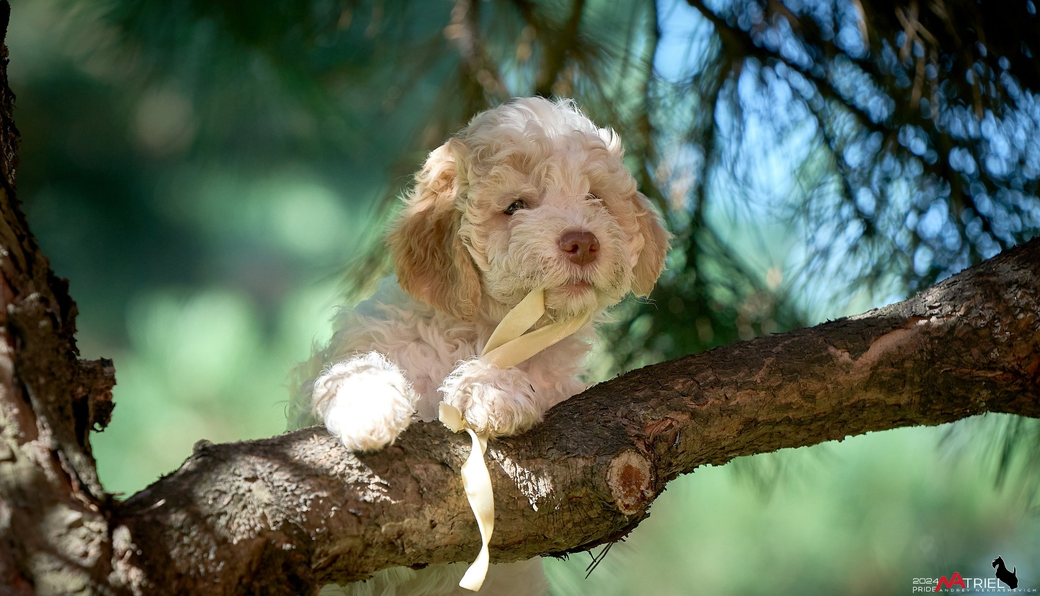 Съемка щенков лаготто на природе