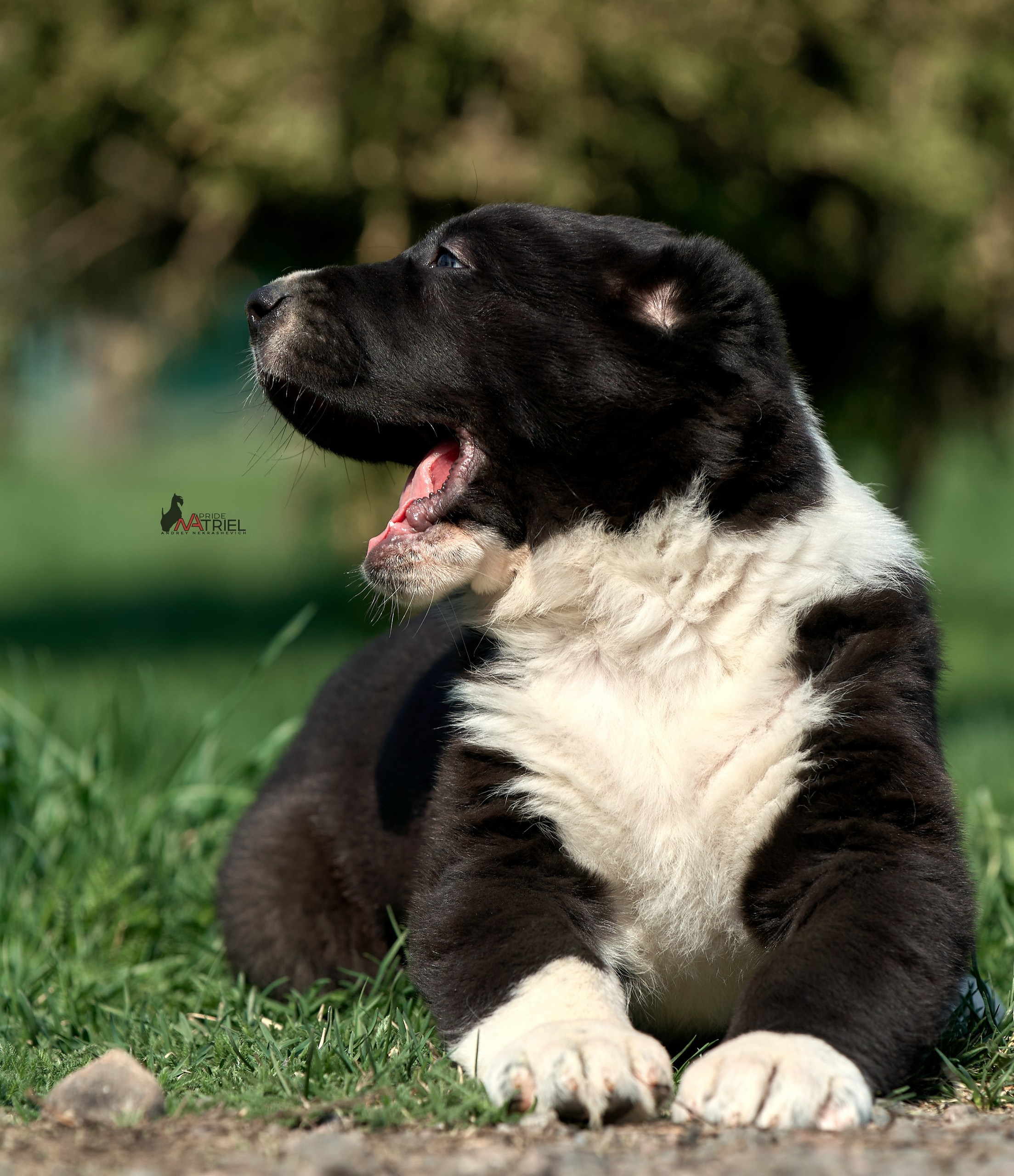 Среднеазиаты — щенки и взрослые