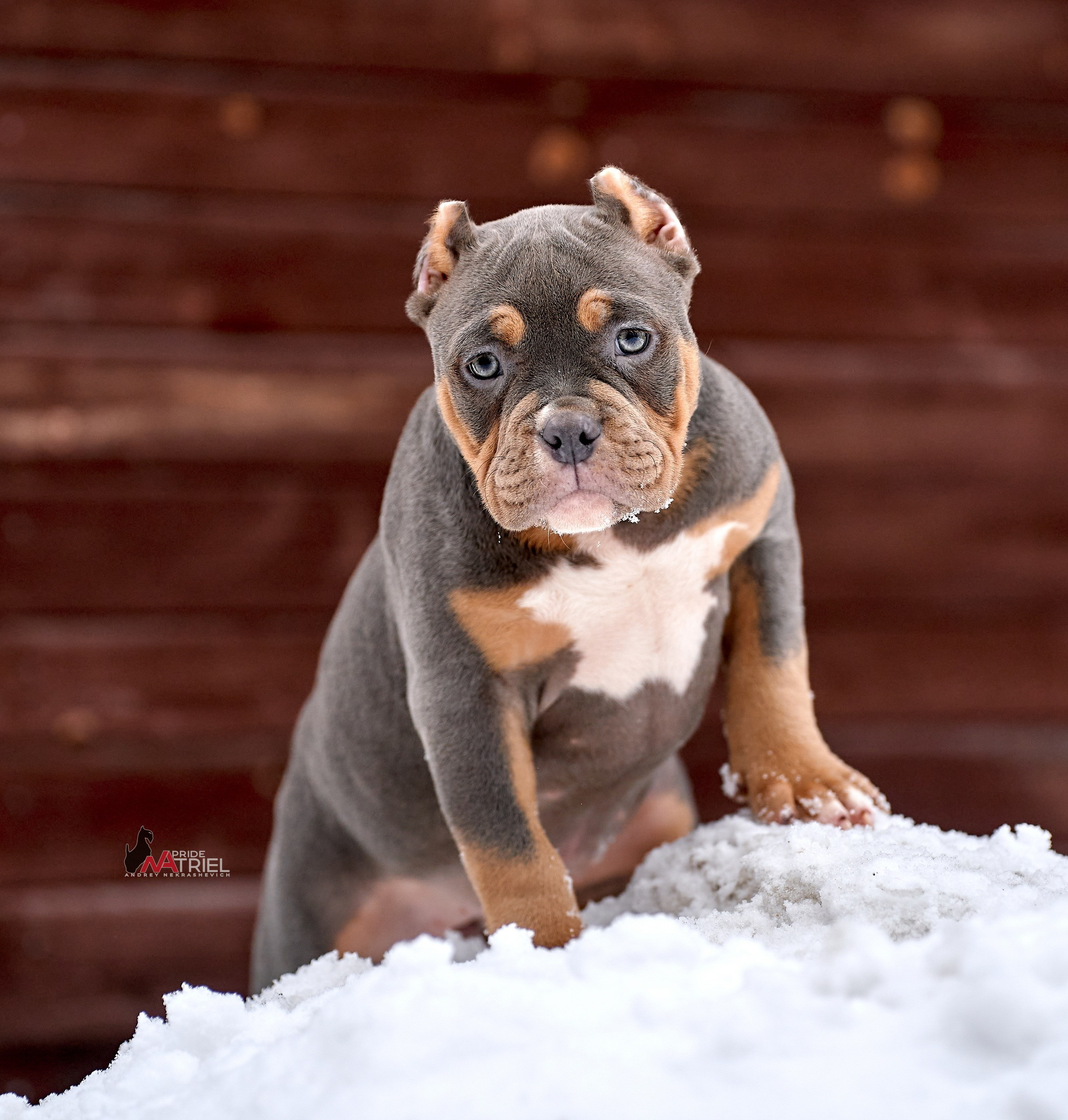Щенки на прогулке — галерея NATRIEL