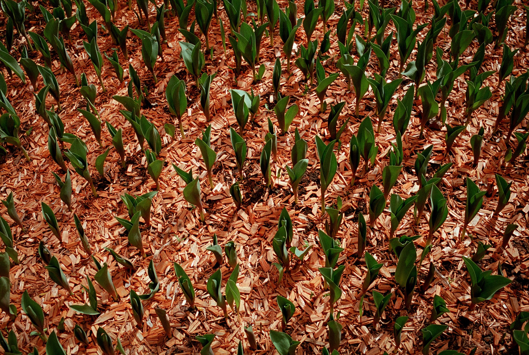 Moscow color/Москва. В поиске цвета. Документальный фотограф Алексей Мякишев, Москва