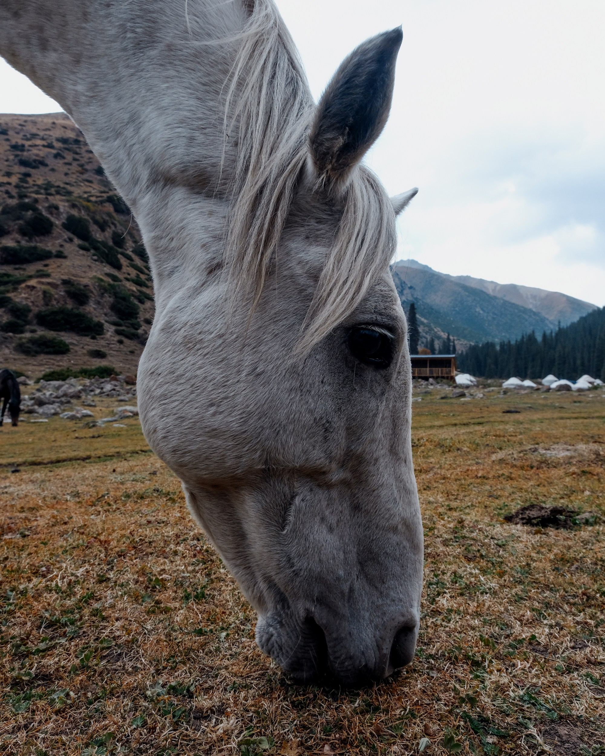 Кыргызстан. Фотограф Дмитрий Олрайт | Калуга, Россия