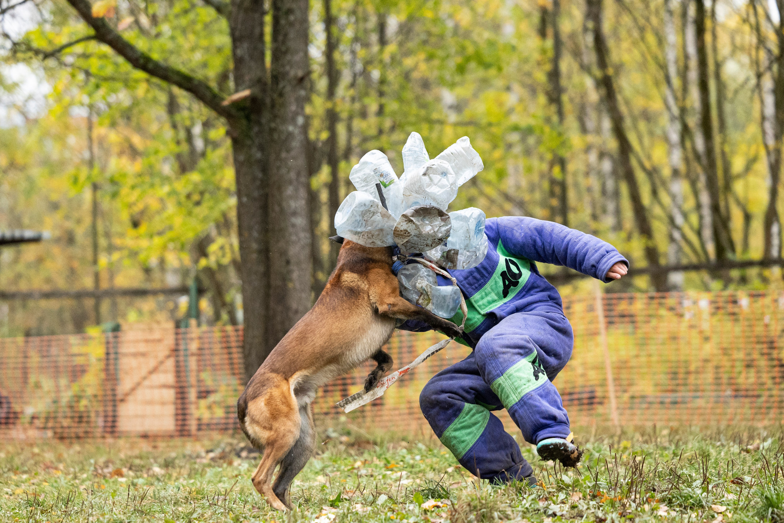 Соревнования по Мондьорингу г. Вологда. Фотограф-анималист Анна Маринич