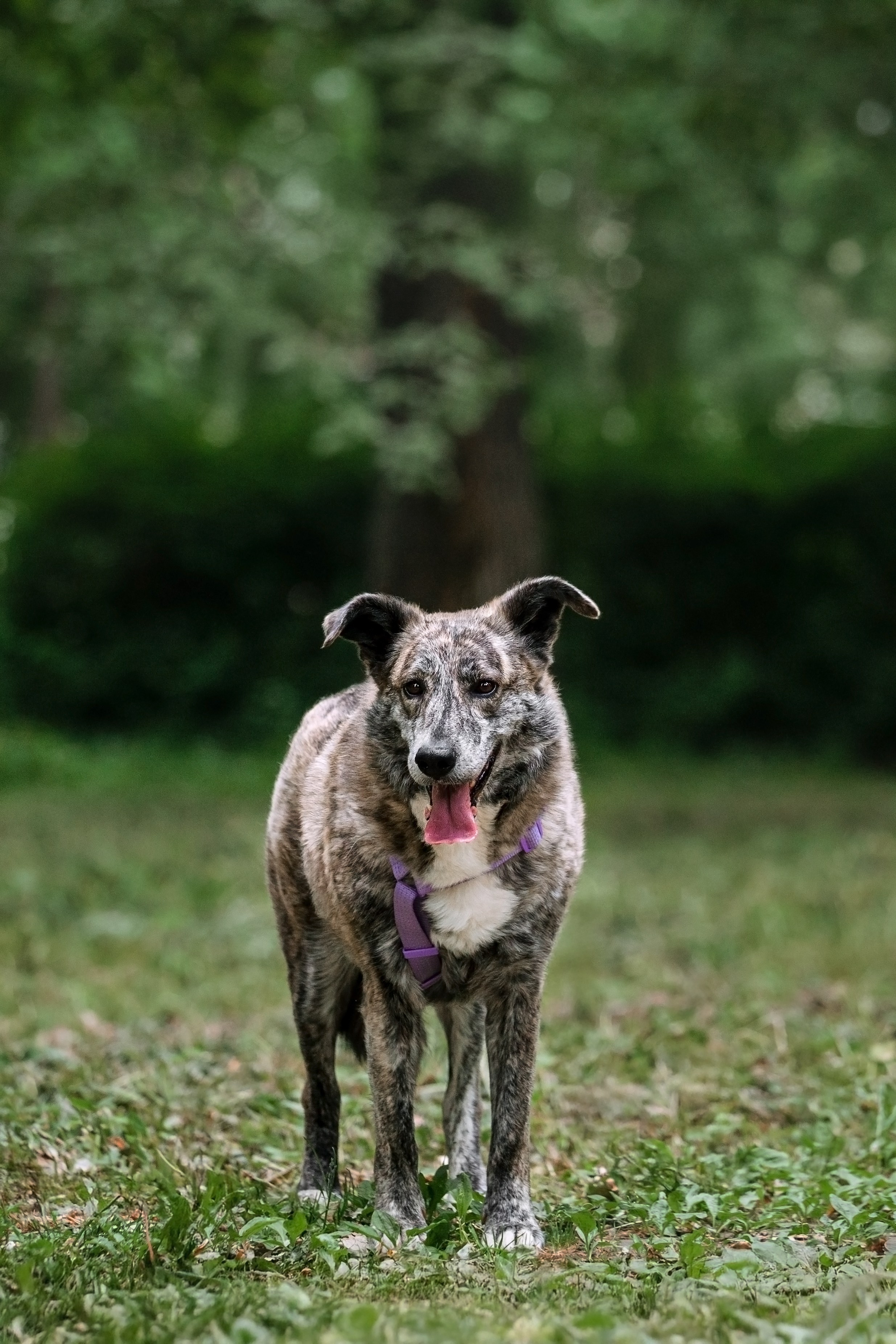 Собаки из приюта Дубовая роща лето 2025. Фотограф-анималист Татьяна Степанова