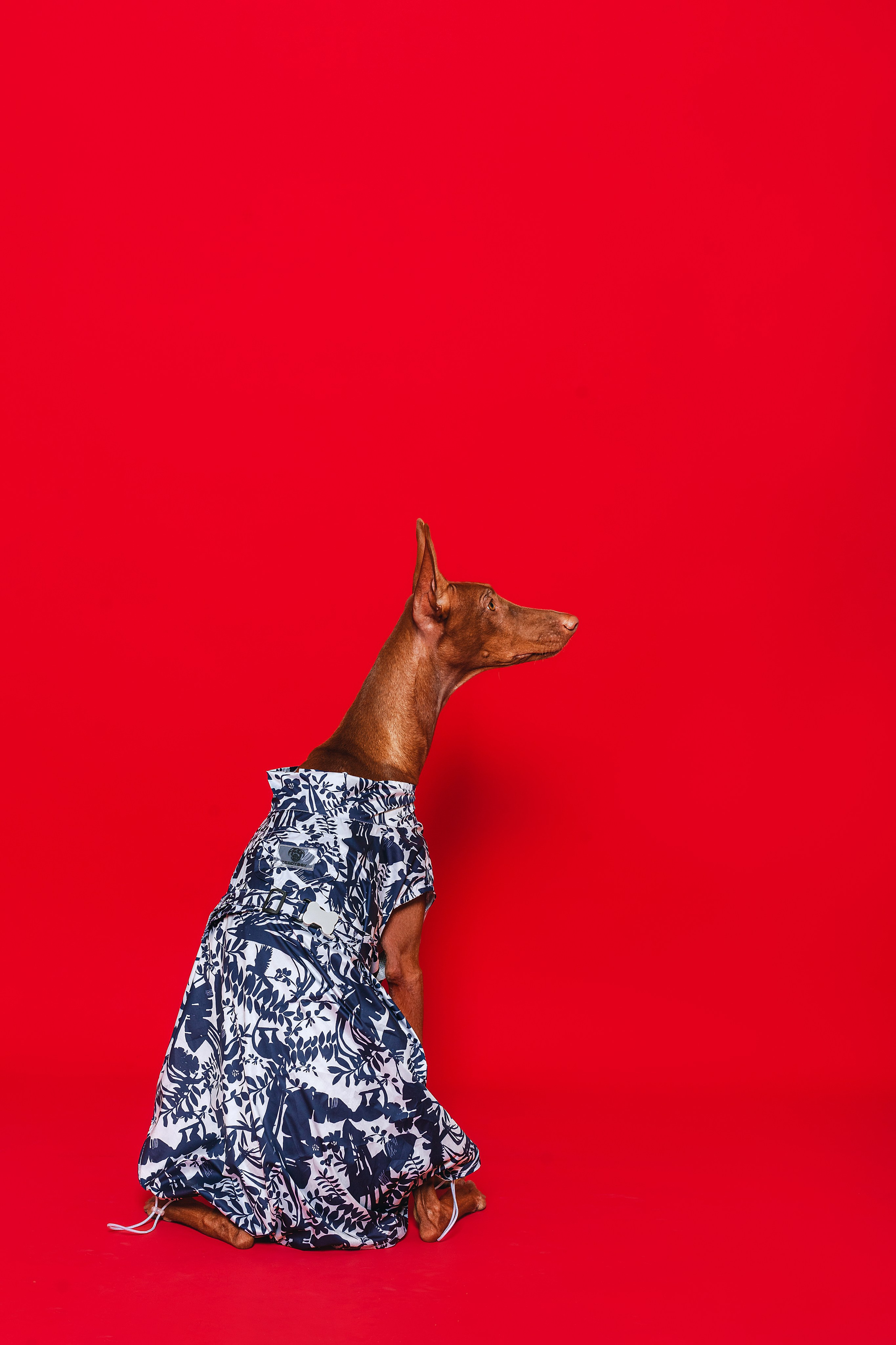 Съемка для бренда TEDDYBOY. Фотограф-анималист Татьяна Степанова