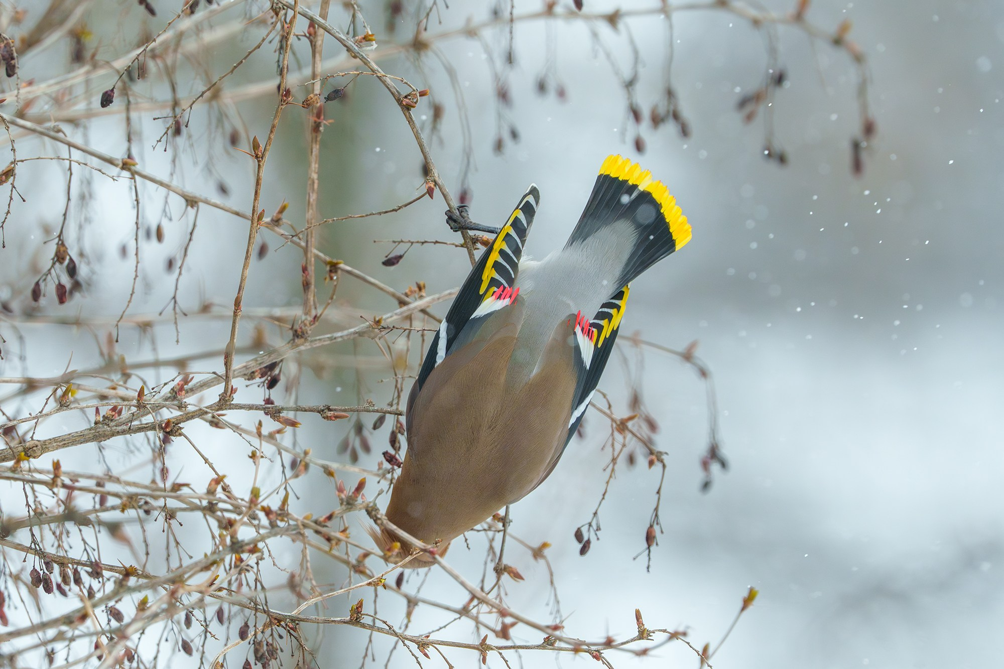 Удивительные мир птиц. Вокруг нас столько прекрасного — присмотритесь!. Ваш личный фотограф Марина Волкова