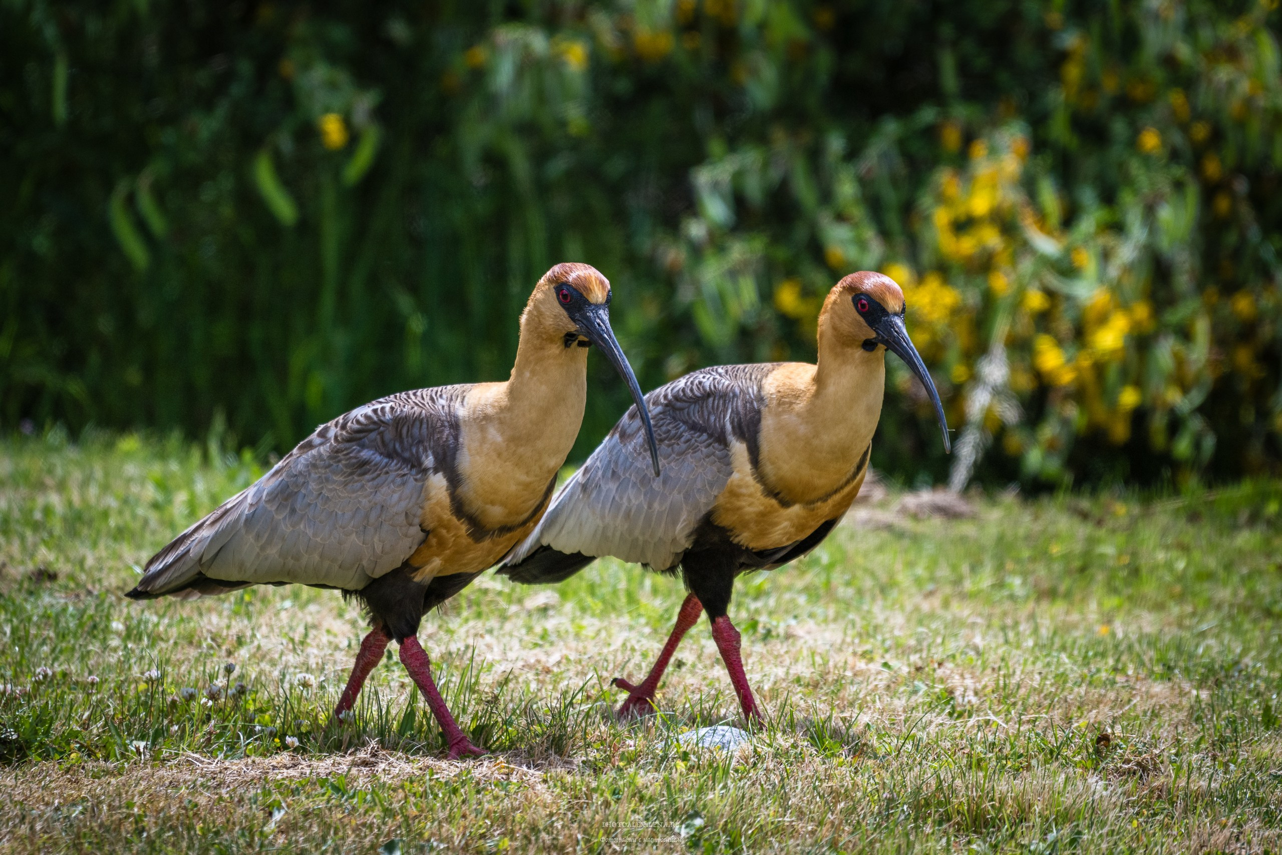 Озёрный край Барилоче. Авторские стильные фотокартины