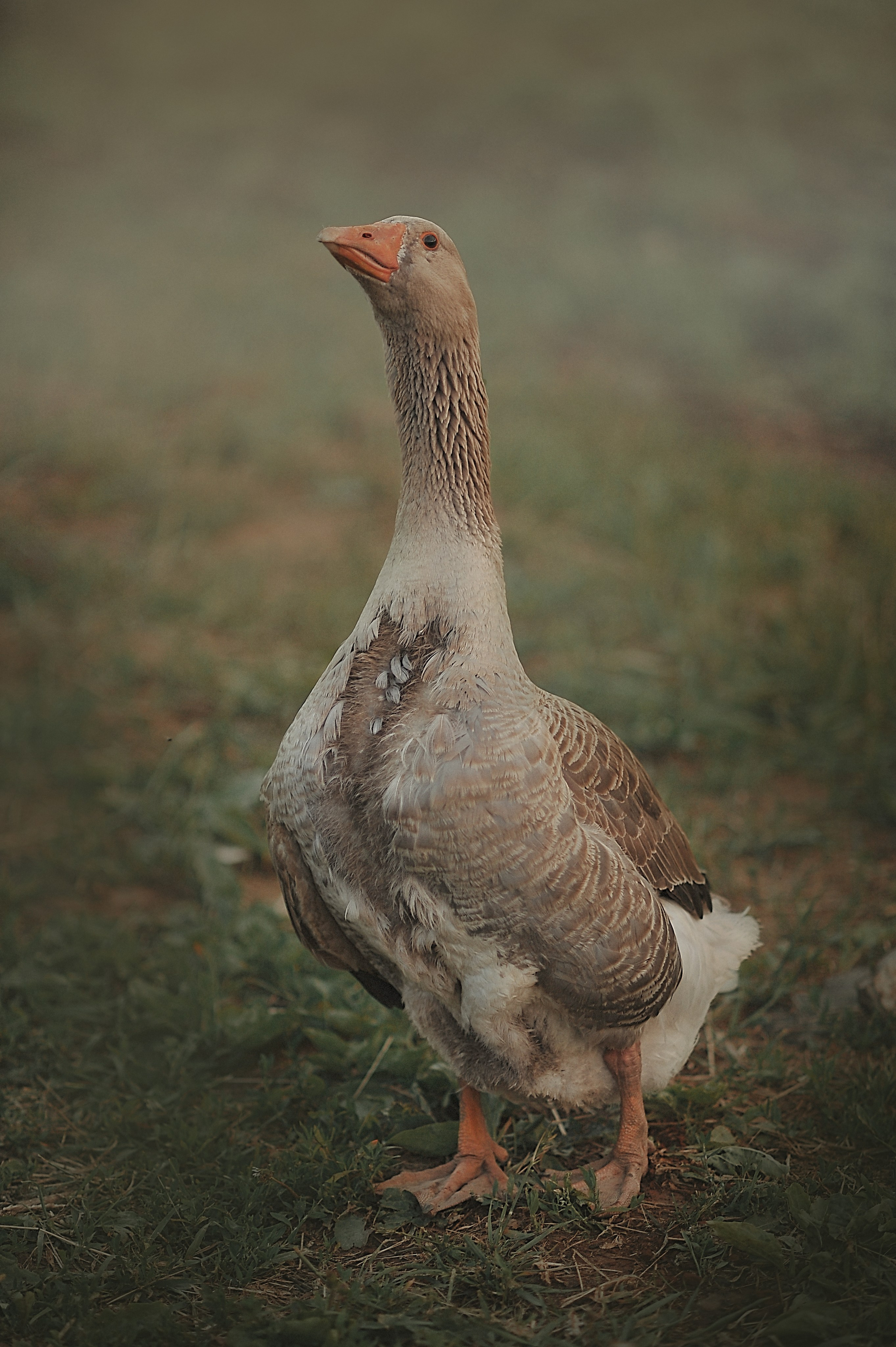 Фотосессия животных в Ижевских, фотограф животных. Детский, семейный фотограф в Ижевске и Москве Аксинья Лысенкова ADEN
