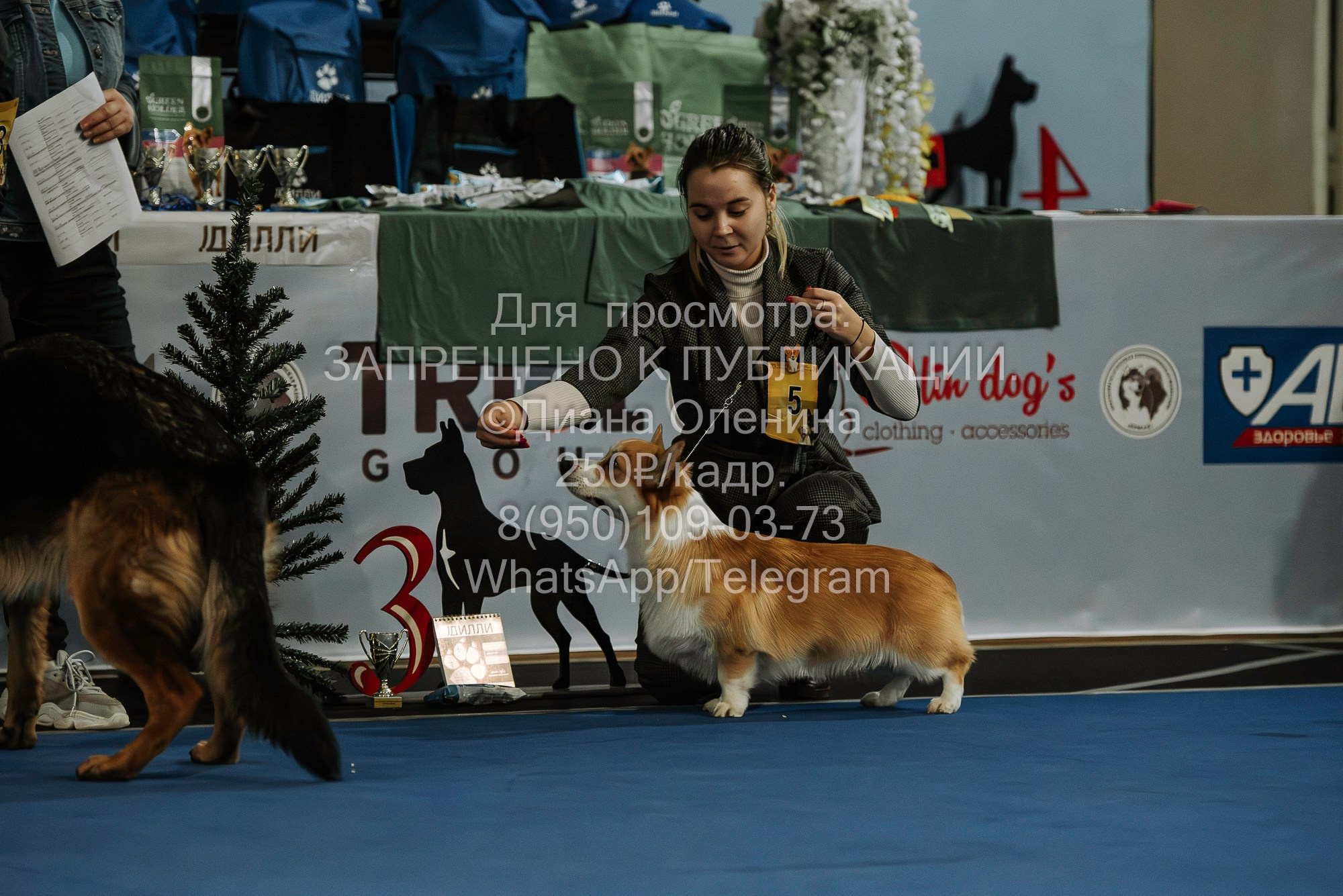 Выставка собак Красноярск 29.10.2023. Фотограф Диана Оленина Красноярск / Братск