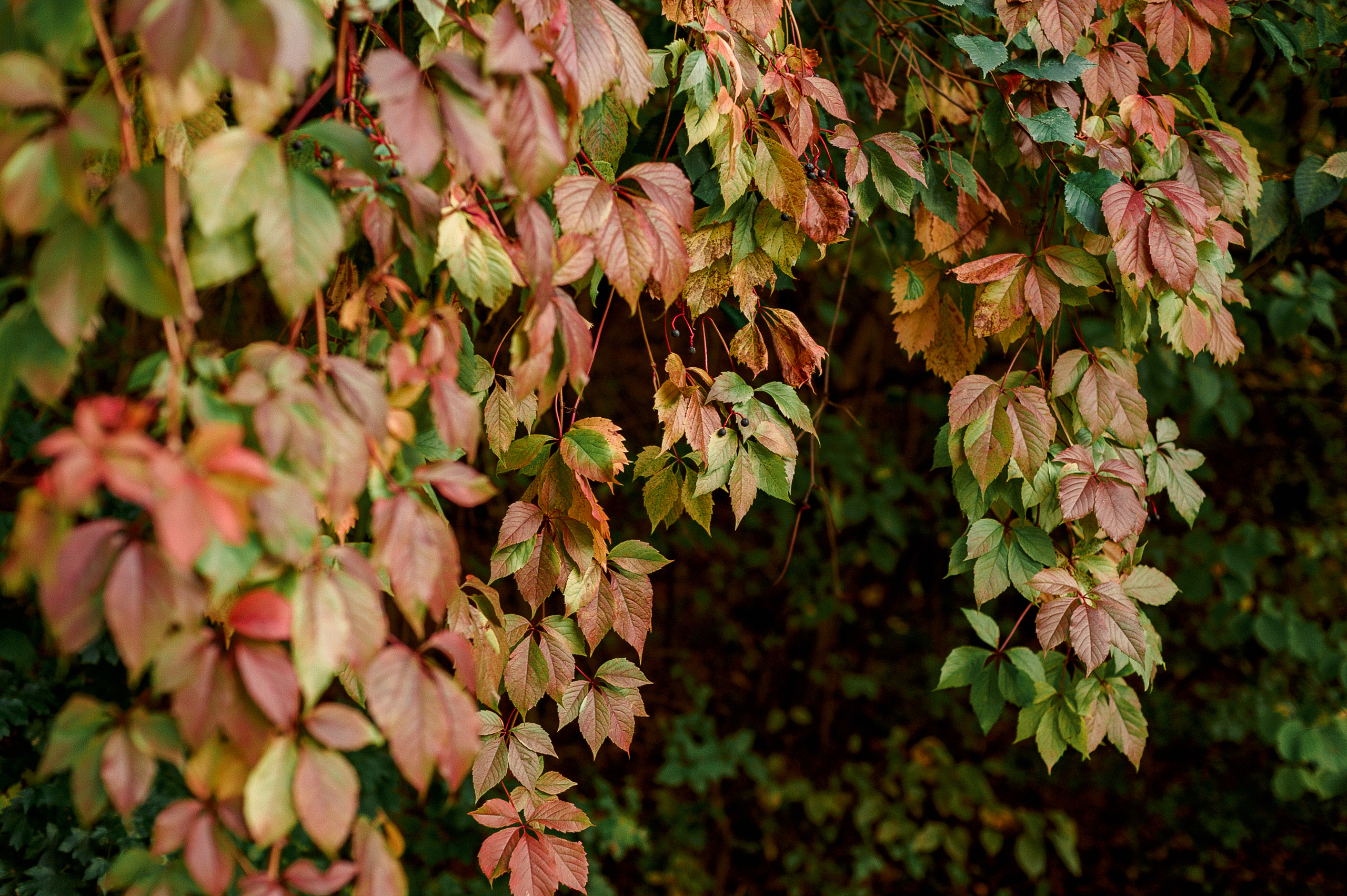 Съёмка беременности. Семейный фотограф Ульяна Вишнякова