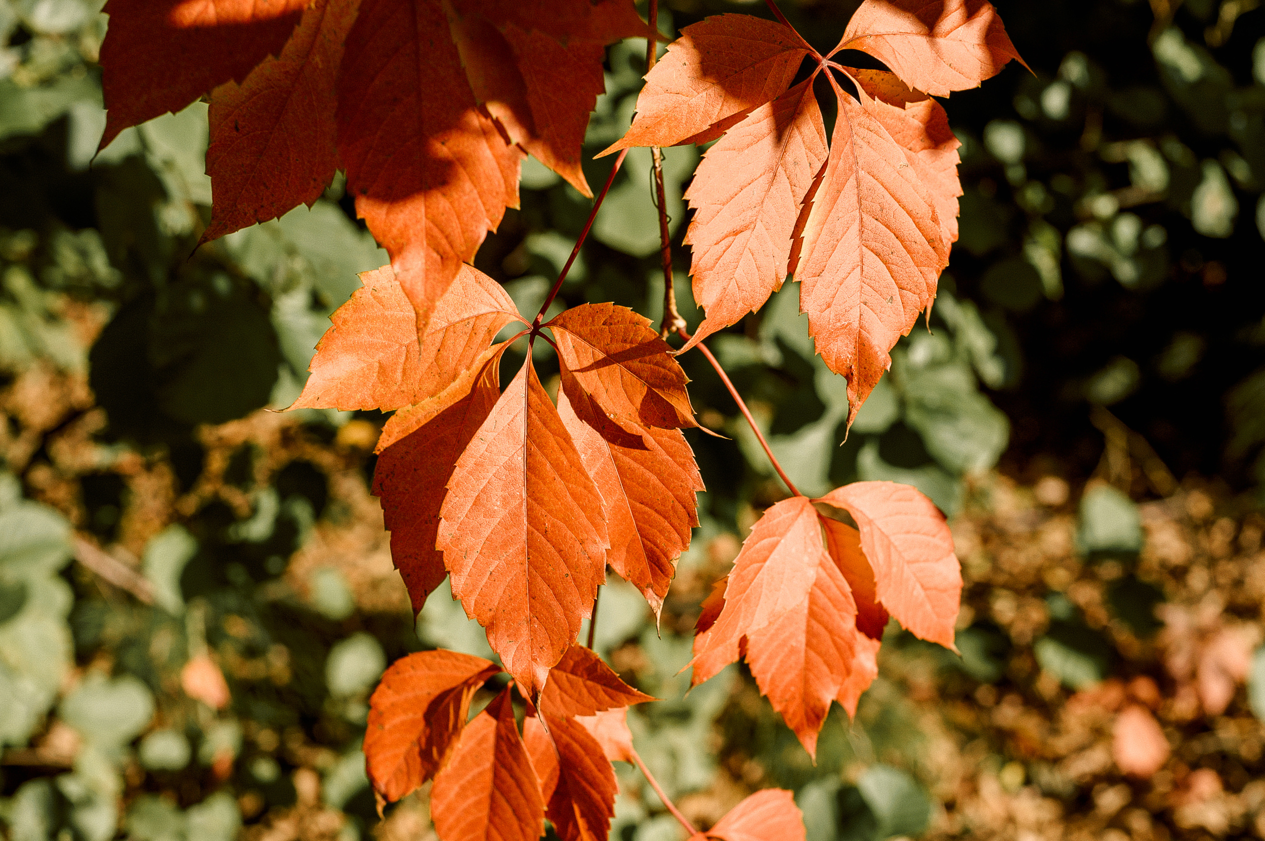 Съёмка беременности. Семейный фотограф Ульяна Вишнякова