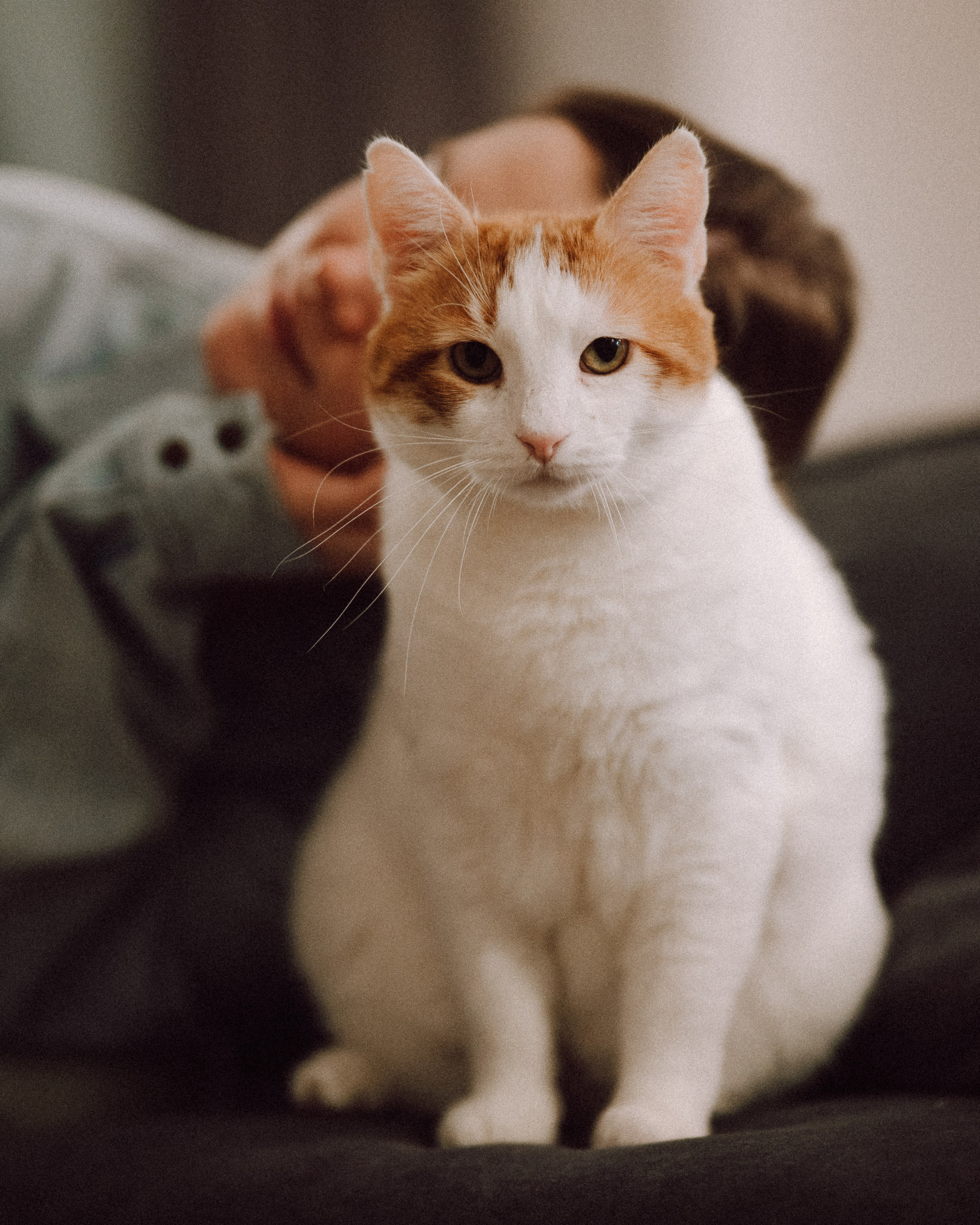 Домашняя фотосессия с питомцами