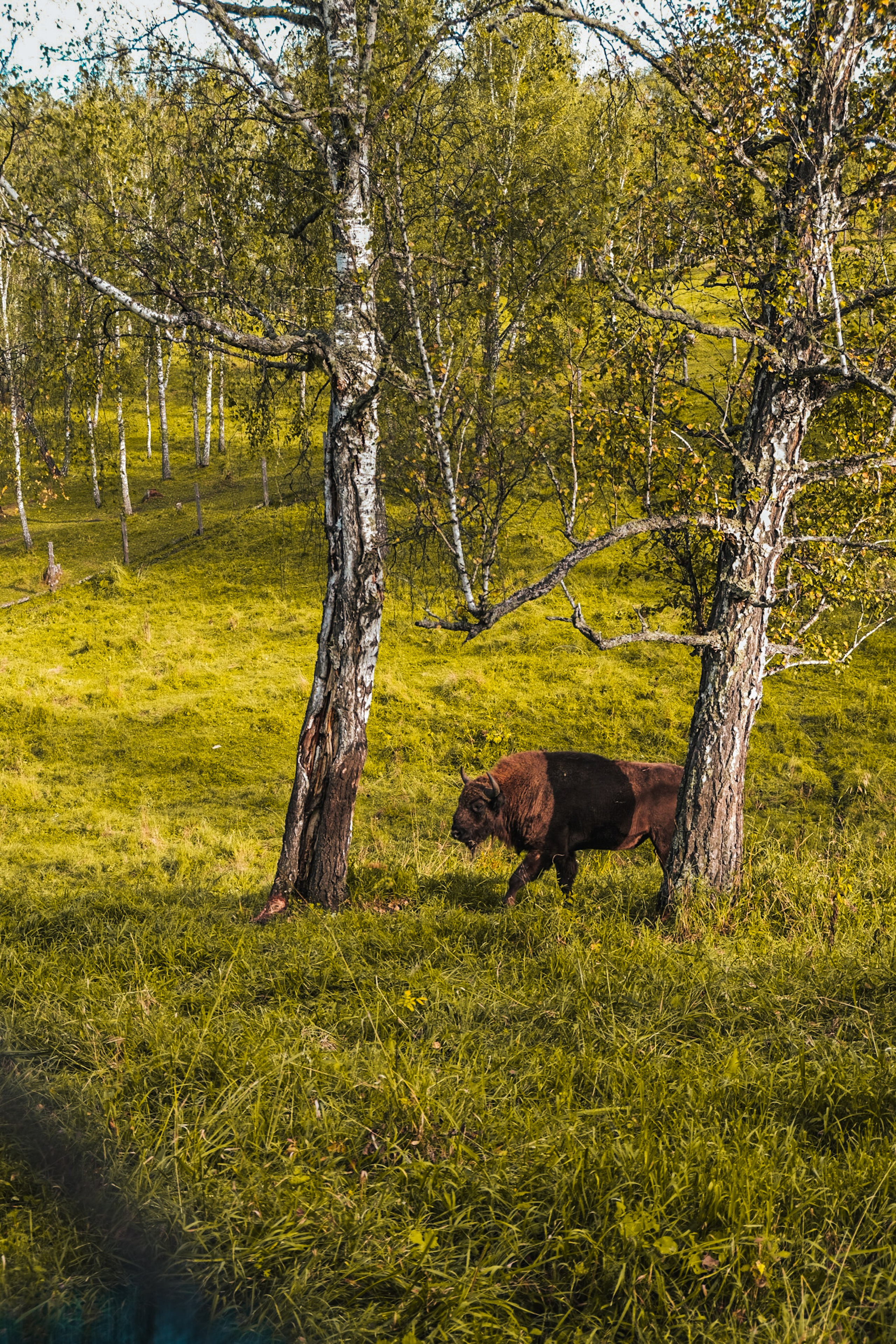 Altai 21'. Фотограф в Тюмени Кирилл Марфин