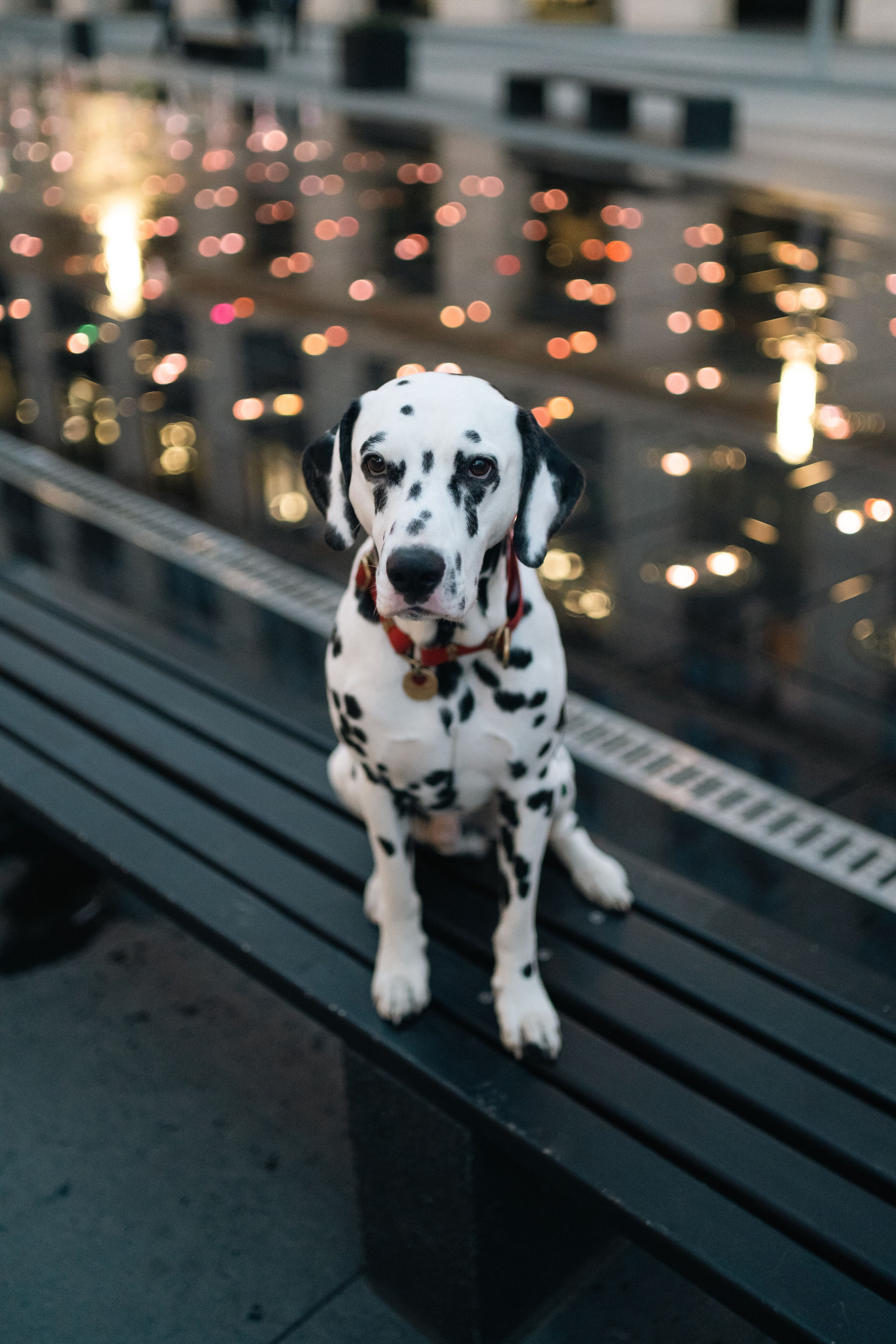 1 Далматин. Фотограф анималист